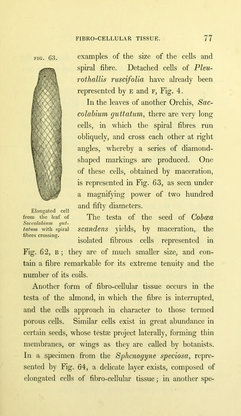 examples of the size of the cells and spiral fibre. Detached cells of Pleu- In the leaves of another Orchis, Sac- colabium guttatum, there are very long cells, in which the spiral fibres run obliquely, and cross each other at right angles, whereby a series of diamond- shaped markings are produced. One of these cells, obtained by maceration, is represented in Fig. 63, as seen under a magnifying power of two hundred and fifty diameters. Elongated cell from the leaf of The testa of the seed of Coboea Saccolabium gut- tatum with spiral scaudcus yields, by maceration, the fibres crossing. • i i r-i n i • isolated fibrous cells represented in Fig. 62, B ; they are of much smaller size, and con- tain a fibre remarkable for its extreme tenuity and the number of its coils. Another form of fibro-cellular tissue occurs in the testa of the almond, in which the fibre is interrupted, and the cells approach in character to those termed porous cells. Similar cells exist in great abundance in certain seeds, whose testse project laterally, forming thin membranes, or wings as they are called by botanists. In a specimen from the Sphenogyne speciosa, repre- sented by Fig. 64, a delicate layer exists, composed of elongated ccUs of fibro-cellular tissue; in another spe- FIG. 63.