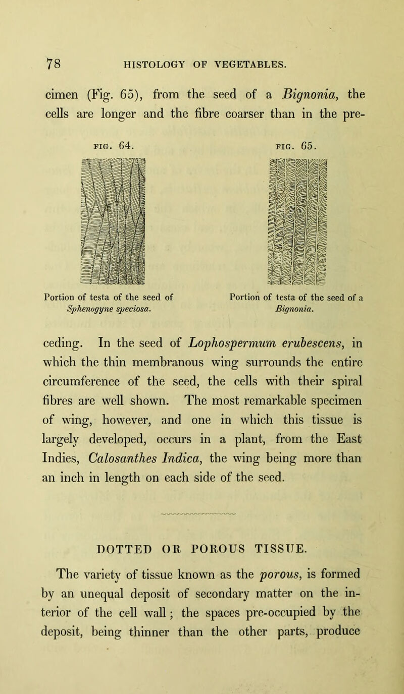 cimen (Fig. 65), from the seed of a Bignonia, the cells are longer and the fibre coarser than in the pre- FIG. 64. Portion of testa of the seed of Sphenogyne speciosa. FIG. 65. Portion of testa of the seed of a Bignonia. ceding. In the seed of Lophospermum erubescens, in which the thin membranous wing surrounds the entire circumference of the seed, the cells with their spiral fibres are well shown. The most remarkable specimen of wing, however, and one in which this tissue is largely developed, occurs in a plant, from the East Indies, Calosanthes Indica, the wing being more than an inch in length on each side of the seed. DOTTED OR POROUS TISSUE. The variety of tissue known as the porous, is formed by an unequal deposit of secondary matter on the in- terior of the cell wall; the spaces pre-occupied by the deposit, being thinner than the other parts, produce