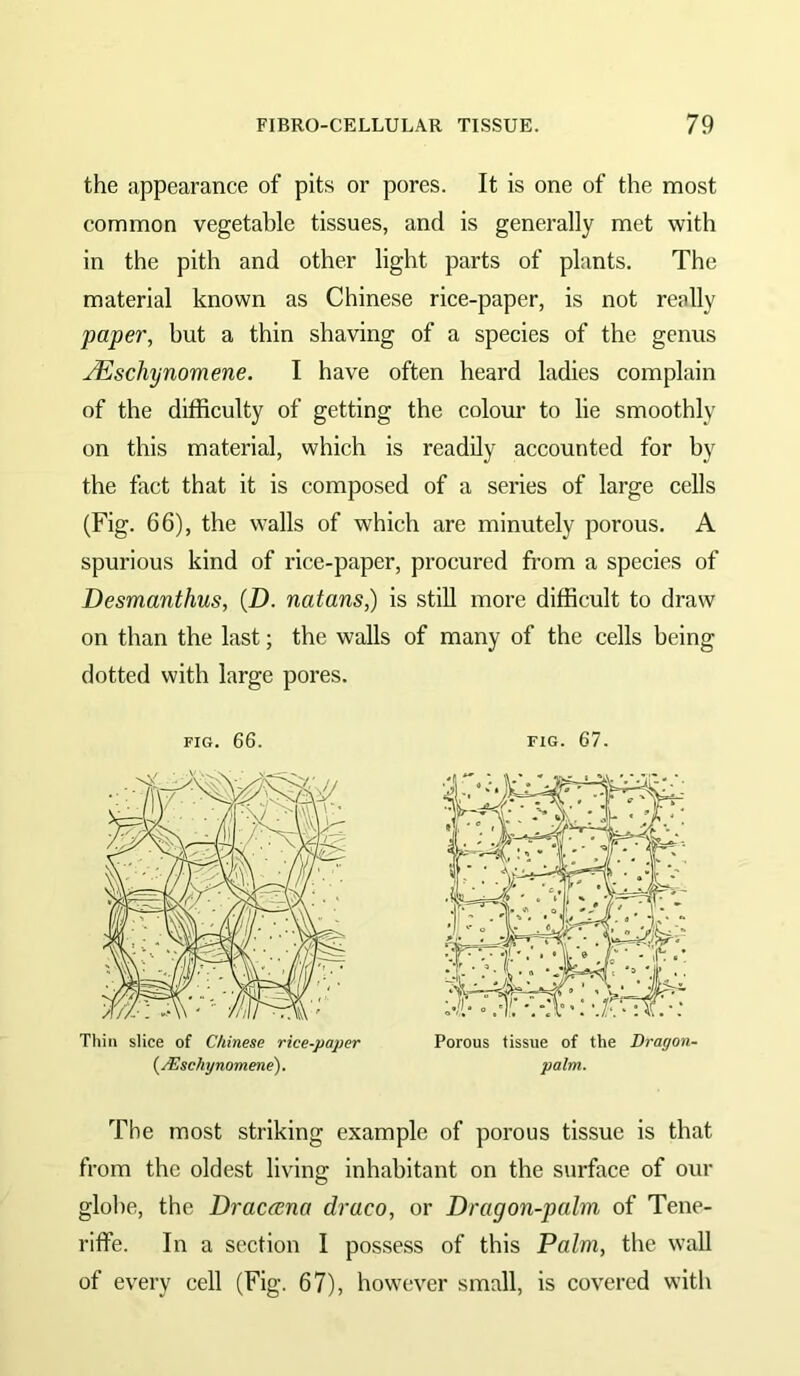 the appearance of pits or pores. It is one of the most common vegetable tissues, and is generally met with in the pith and other light parts of plants. The material known as Chinese rice-paper, is not really paper, but a thin shaving of a species of the genus JEschynomene. I have often heard ladies complain of the difficulty of getting the colour to lie smoothly on this material, which is readily accounted for by the fact that it is composed of a series of large cells (Fig. 66), the w^alls of which are minutely porous. A spurious kind of rice-paper, procured from a species of Desmanthus, {D. natans,) is still more difficult to draw on than the last; the walls of many of the cells being dotted with large pores. FIG. 66. FIG. 67. Thin slice of Chinese rice-paper (^JEschynomene'). palm. The most striking example of porous tissue is that from the oldest living inhabitant on the surface of our globe, the Dracana draco, or Dragon-palm of Tene- riffe. In a section I possess of this Palm, the w’all of every cell (Fig. 67), however small, is covered with