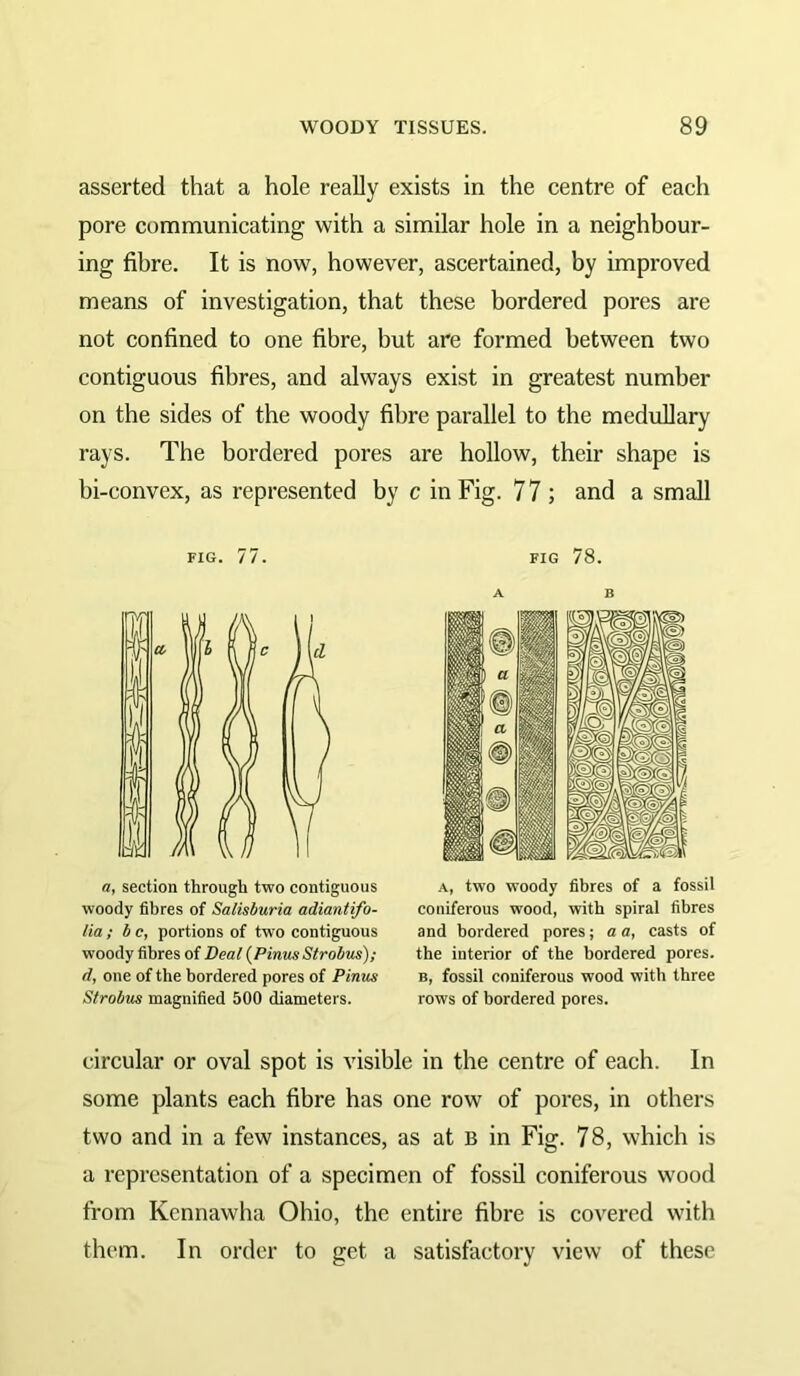 asserted that a hole really exists in the centre of each pore communicating with a similar hole in a neighbour- ing fibre. It is now, however, ascertained, by improved means of investigation, that these bordered pores are not confined to one fibre, but are formed between two contiguous fibres, and always exist in greatest number on the sides of the woody fibre parallel to the medullary rays. The bordered pores are hollow, their shape is bi-convex, as represented by c in Fig. 7 7 ; and a small FIG. 77. a, section through two contiguous woody fibres of Salisburia adiantifo- lia ; b c, portions of two contiguous woody fibres of Deal {PinusStrobus); d, one of the bordered pores of Pinus Strobus magnified 500 diameters. FIG 78. A B A, two woody fibres of a fossil coniferous wood, with spiral fibres and bordered pores; a a, casts of the interior of the bordered pores. B, fossil coniferous wood with three rows of bordered pores. circular or oval spot is visible in the centre of each. In some plants each fibre has one row of pores, in others two and in a few instances, as at b in Fig. 78, which is a representation of a specimen of fossil coniferous wood from Kennawha Ohio, the entire fibre is covered with them. In order to get a satisfactory view of these