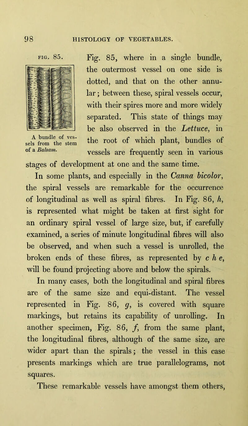 Fig. 85, where in a single bundle, the outermost vessel on one side is dotted, and that on the other annu- lar ; between these, spiral vessels occur, with their spires more and more separated. This state of things may be also observed in the Lettuce, in the root of which plant, bundles of vessels are frequently seen in various stages of development at one and the same time. In some plants, and especially in the Canna bicolor, the spiral vessels are remarkable for the occurrence of longitudinal as well as spiral fibres. In Fig. 86, h, is represented what might be taken at first sight for an ordinary spiral vessel of large size, but, if carefully examined, a series of minute longitudinal fibres will also be observed, and when such a vessel is unrolled, the broken ends of these fibres, as represented by c h e, will be found projecting above and below the spirals. In many cases, both the longitudinal and spiral fibres are of the same size and equi-distant. The vessel represented in Fig. 86, g, is covered with square markings, but retains its capability of unrolling. In another specimen. Fig. 86, /, from the same plant, the longitudinal fibres, although of the same size, are wider apart than the spirals; the vessel in this case presents markings which are true parallelograms, not squares. These remarkable vessels have amongst them others. FIG. 85. A bundle of ves- sels from the stem of a Balsam.