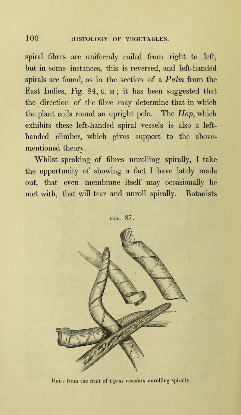 spiral fibres are uniformly coiled from right to left, but in some instances, this is reversed, and left-handed spirals are found, as in the section of a Palm from the East Indies, Fig. 84, g, h ; it has been suggested that the direetion of the fibre may determine that in which the plant coils round an upright pole. The Hop, which exhibits these left-handed spiral vessels is also a left- handed climber, which gives support to the above- mentioned theory. Whilst speaking of fibres unrolling spirally, I take the opportunity of showing a fact I have lately made out, that even membrane itself may occasionally be met with, that will tear and unroll spirally. Botanists FIG. 87. Hairs from the fruit of Cycas revolufa unrolling spirally.