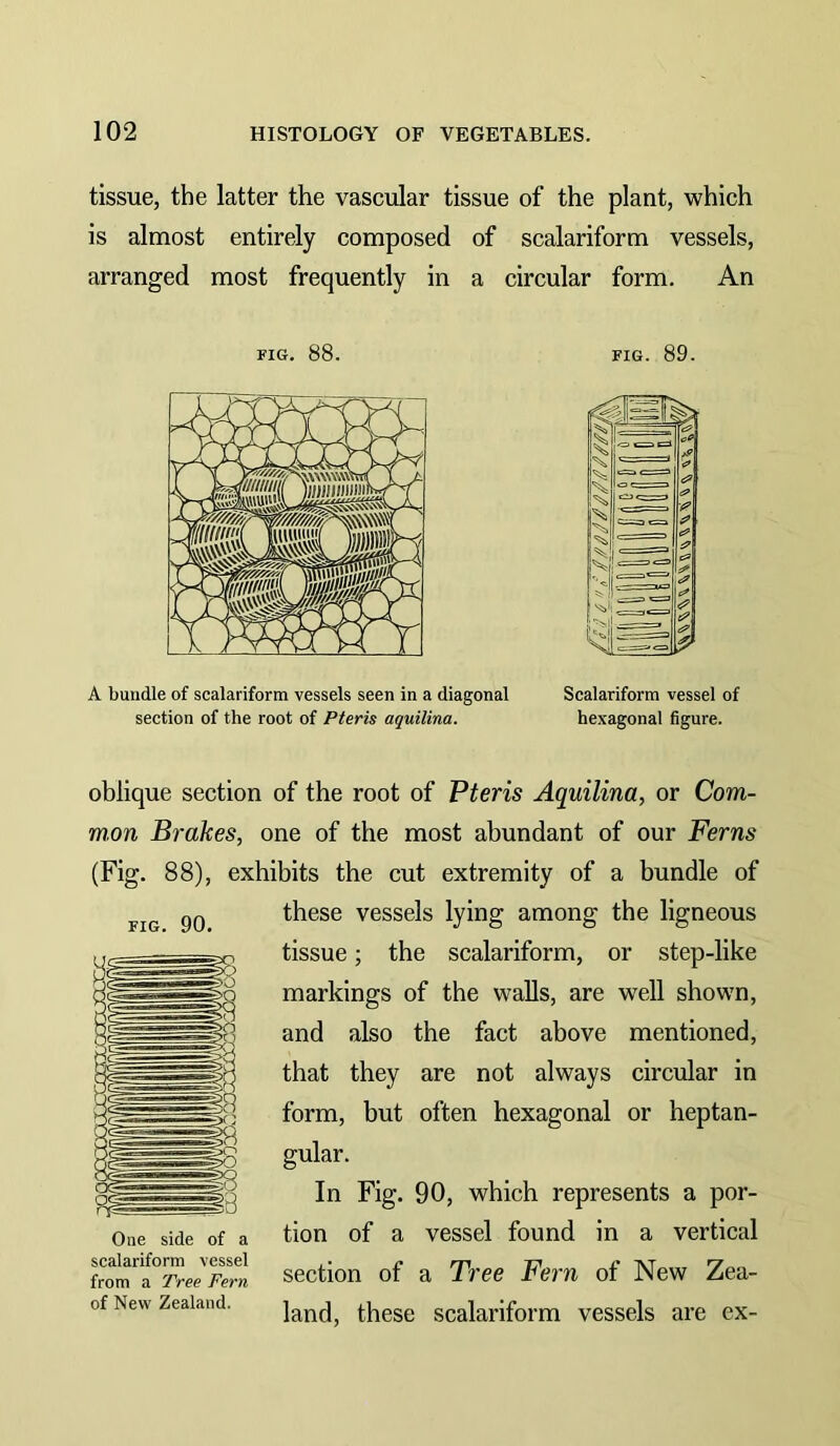 tissue, the latter the vascular tissue of the plant, which is almost entirely composed of scalariform vessels, arranged most frequently in a circular form. An FIG. 88. FIG. 89. A bundle of scalariform vessels seen in a diagonal section of the root of Pteris aquilina. Scalariform vessel of hexagonal figure. oblique section of the root of Pteris Aquilina, or Com- mon Brakes, one of the most abundant of our Ferns (Fig. 88), exhibits the cut extremity of a bundle of FIG 90 these vessels lying among the ligneous tissue; the scalariform, or step-like markings of the walls, are well shown, and also the fact above mentioned, that they are not always circular in form, but often hexagonal or heptan- gular. In Fig. 90, which represents a por- tion of a vessel found in a vertical section of a Tree Fern of New Zea- land, these scalariform vessels are ex- Oiie side of a scalariform vessel from a Tree Fern of New Zealand.