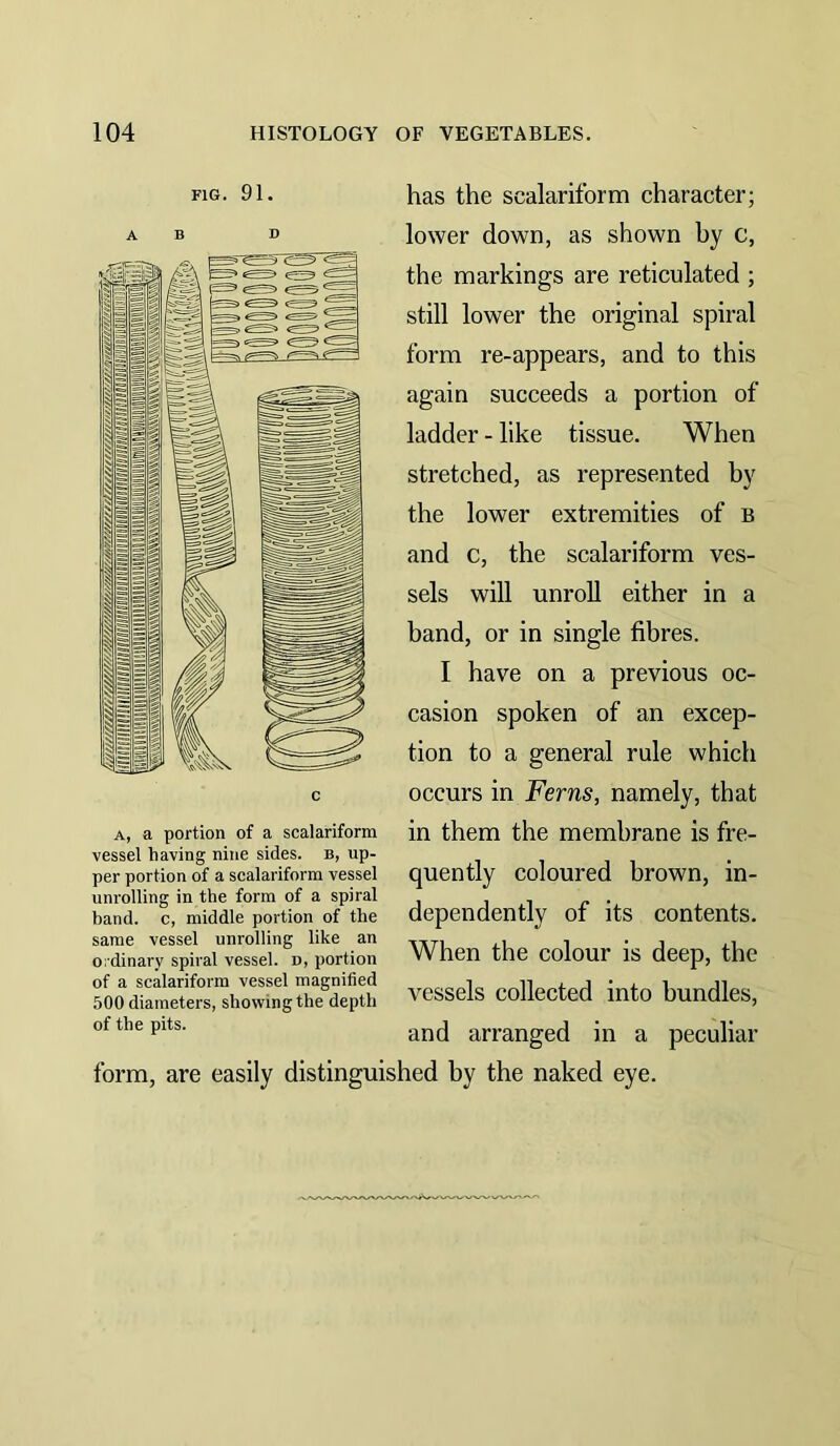 FIG. 91. A, a portion of a scalariform vessel having nine sides, b, up- per portion of a scalariform vessel unrolling in the form of a spiral band, c, middle portion of the same vessel unrolling like an ordinary spiral vessel, n, portion of a scalariform vessel magnified 500 diameters, showing the depth of the pits. has the scalariform character; lower down, as shown by c, the markings are reticulated ; still lower the original spiral form re-appears, and to this again succeeds a portion of ladder - like tissue. When stretched, as represented by the lower extremities of b and c, the scalariform ves- sels will unroll either in a band, or in single fibres. I have on a previous oc- casion spoken of an excep- tion to a general rule which occurs in Ferns, namely, that in them the membrane is fre- quently coloured brown, in- dependently of its contents. When the colour is deep, the vessels collected into bundles, and arranged in a peculiar form, are easily distinguished by the naked eye.