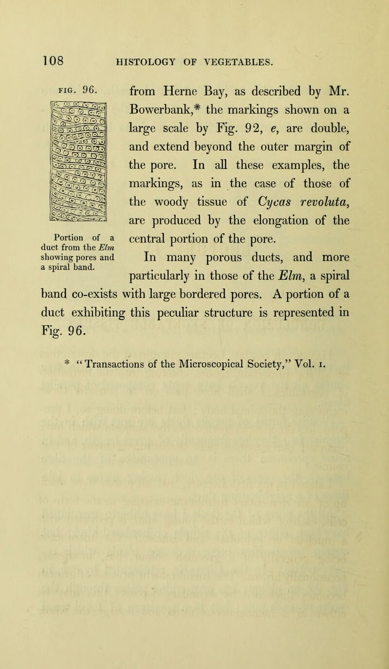 FIG. 96. from Herne Ba}^, as described by Mr. Bowerbank,* the markings shown on a large scale by Fig. 92, e, are double, and extend beyond the outer margin of the pore. In aU these examples, the markings, as in the case of those of the woody tissue of Cycas revoluta, are produced hy the elongation of the central portion of the pore. In many porous ducts, and more particularly in those of the Elm, a spiral band co-exists with large bordered pores. A portion of a duct exhibiting this peculiar structure is represented in Fig. 96. Portion of a duct from the Elm showing pores and a spiral band. * “Transactions of the Microscopical Society,” Vol. i.