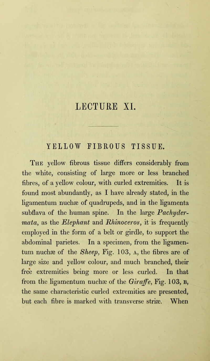 LECTURE XL YELLOW EIBROUS TISSUE. The yellow fibrous tissue differs considerably from the white, consisting of large more or less branched fibres, of a yellow colour, with curled extremities. It is found most abundantly, as I have already stated, in the ligamentum nuchae of quadrupeds, and in the ligamenta subflava of the human spine. In the large Pachyder- mata, as the Elephant and Rhinoceros, it is frequently employed in the form of a belt or girdle, to support the abdominal parietes. In a specimen, from the ligamen- tum nuchae of the Sheep, Fig. 103, a, the fibres are of large size and yeUow colour, and much branched, their free extremities being more or less curled. In that from the ligamentum nuchae of the Giraffe, Fig. 103, B, the same characteristic curled extremities are presented, but each fibre is marked with transverse striae. When