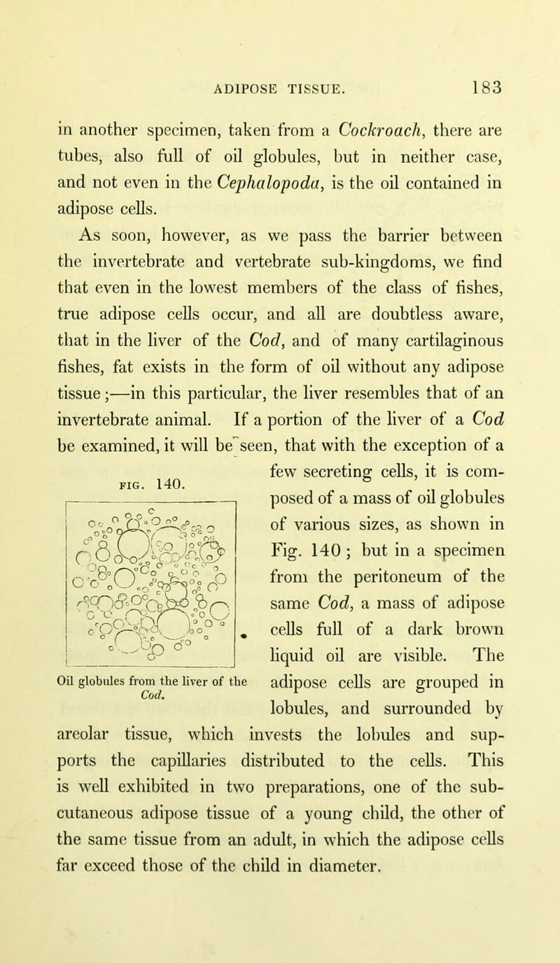 in another specimen, taken from a Cockroach, there are tubes, also full of oil globules, but in neither case, and not even in the Cephalopoda, is the oil contained in adipose cells. As soon, however, as we pass the harrier between the invertebrate and vertebrate sub-kingdoms, we find that even in the lowest members of the class of fishes, true adipose cells occur, and all are doubtless aware, that in the liver of the Cod, and of many cartilaginous fishes, fat exists in the form of oil without any adipose tissue;—in this particular, the liver resembles that of an invertebrate animal. If a portion of the liver of a Cod be examined, it will be seen, that with the exception of a few secreting cells, it is com- posed of a mass of oil globules of various sizes, as shown in Fig. 140 ; hut in a specimen from the peritoneum of the same Cod, a mass of adipose cells full of a dark brown liquid oil are visible. The adipose cells are grouped in lobules, and surrounded by areolar tissue, which invests the lobules and sup- ports the capillaries distributed to the cells. This is well exhibited in two preparations, one of the sub- cutaneous adipose tissue of a young child, the other of the same tissue from an adult, in which the adipose ccUs far exceed those of the child in diameter. FIG. 140. Cod.