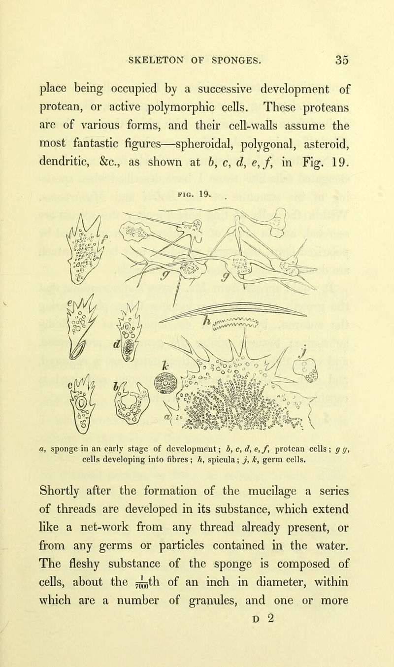 place being occupied by a successive development of protean, or active polymorphic cells. These proteans are of various forms, and their cell-walls assume the most fantastic figures—spheroidal, polygonal, asteroid, dendritic, &c., as shown at b, c, d, e,f, in Fig. 19. FIG. 19. a, sponge in an early stage of development; b, c, d, e, f, protean cells; g g, cells developing into fibres ; h, spicula; j, k, germ cells. Shortly after the formation of the mucilage a series of threads are developed in its substance, which extend like a net-work from any thread already present, or from any germs or particles contained in the water. The fleshy substance of the sponge is composed of cells, about the ^th of an inch in diameter, within which are a number of granules, and one or more d 2