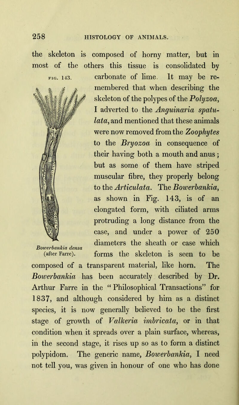 the skeleton is composed of horny matter, but in most of the others this tissue is consolidated by carbonate of lime. It may be re- membered that when describing the skeleton of the polypes of the Polyzoa, I adverted to the Anguinaria spatu- lata, and mentioned that these animals were now removed from the Zoophytes to the Bryozoa in consequence of their having both a mouth and anus; but as some of them have striped muscular fibre, they properly belong to the Articulata. The Bowerbankia, as shown in Fig. 143, is of an elongated form, with ciliated arms protruding a long distance from the case, and under a power of 250 diameters the sheath or case which forms the skeleton is seen to be composed of a transparent material, like horn. The Bowerbankia has been accurately described by Dr. Arthur Farre in the “ Philosophical Transactions” for 1837, and although considered by him as a distinct species, it is now generally believed to be the first stage of growth of Valkeria imbricata, or in that condition when it spreads over a plain surface, whereas, in the second stage, it rises up so as to form a distinct polypidom. The generic name, Bowerbankia, I need not tell you, was given in honour of one who has done FIG. 143. Bowerbankia densa (after Farre).