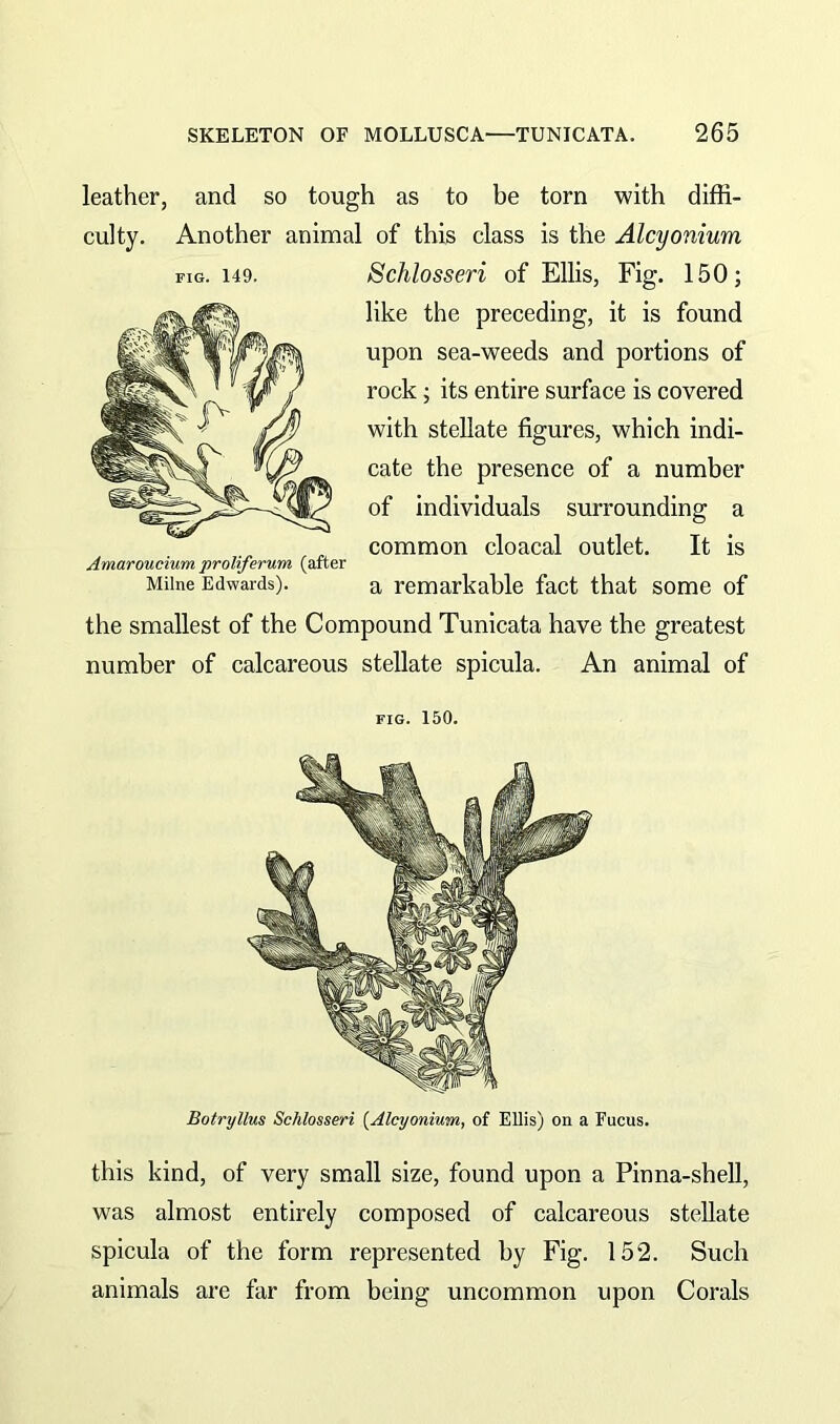 leather, and so tough as to be torn with diffi- culty. Another animal of this class is the Alcyonium fig. 149. Schlosseri of Ellis, Fig. 150; like the preceding, it is found upon sea-weeds and portions of rock; its entire surface is covered with stellate figures, which indi- cate the presence of a number of individuals surrounding a , common cloacal outlet. It is Amaroucium proliferum (after Milne Edwards). a remarkable fact that some of the smallest of the Compound Tunicata have the greatest number of calcareous stellate spicula. An animal of FIG. 150. Botryllus Schlosseri [Alcyonium, of Ellis) on a Fucus. this kind, of very small size, found upon a Pinna-shell, was almost entirely composed of calcareous stellate spicula of the form represented by Fig. 152. Such animals are far from being uncommon upon Corals