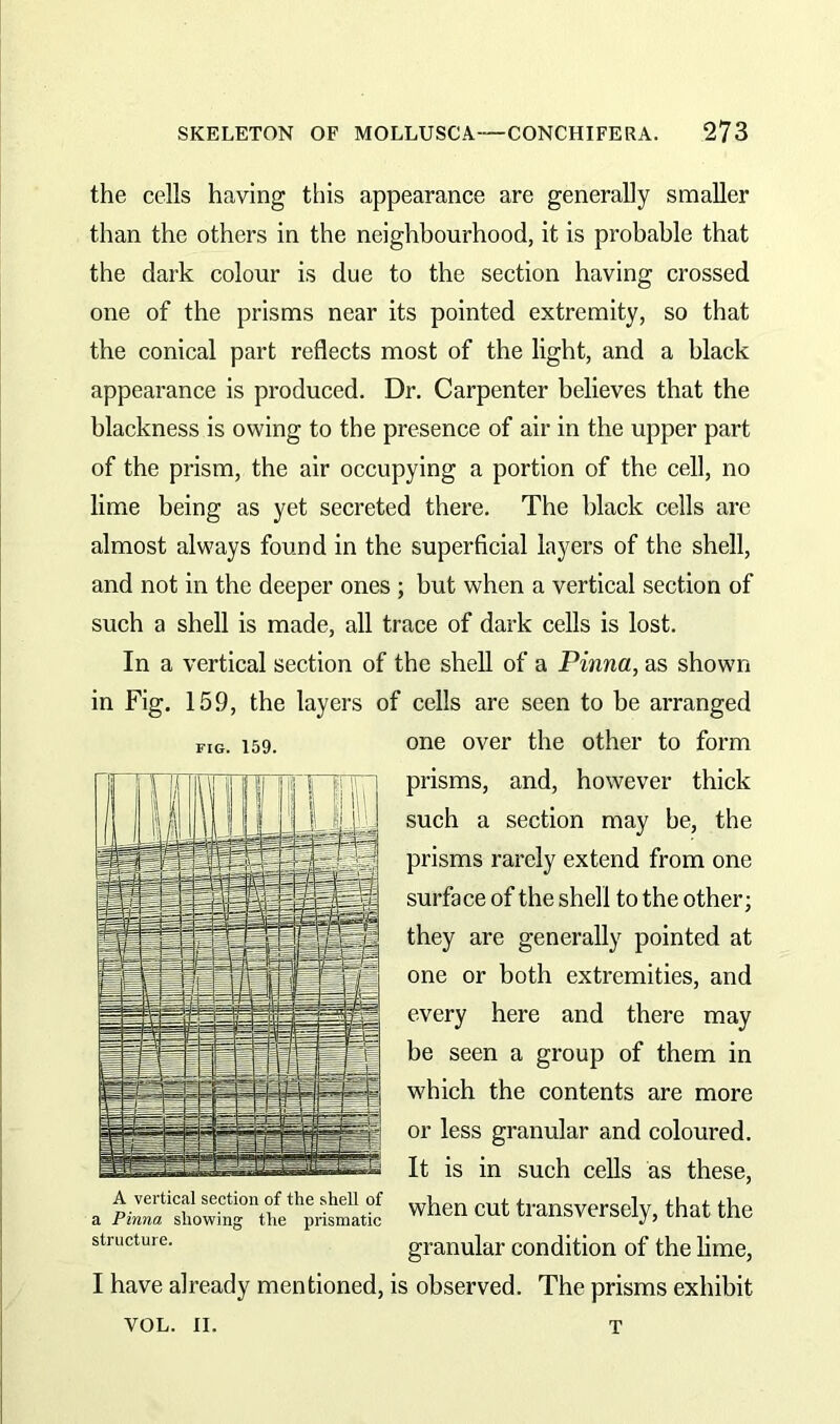 the cells having this appearance are generally smaller than the others in the neighbourhood, it is probable that the dark colour is due to the section having crossed one of the prisms near its pointed extremity, so that the conical part reflects most of the light, and a black appearance is produced. Dr. Carpenter believes that the blackness is owing to the presence of air in the upper part of the prism, the air occupying a portion of the cell, no lime being as yet secreted there. The black cells arc almost always found in the superficial layers of the shell, and not in the deeper ones ; but when a vertical section of such a shell is made, all trace of dark cells is lost. In a vertical section of the shell of a Pinna, as shown in Fig. 159, the layers of cells are seen to be arranged one over the other to form prisms, and, however thick such a section may be, the prisms rarely extend from one surface of the shell to the other; they are generally pointed at one or both extremities, and every here and there may be seen a group of them in which the contents are more or less granular and coloured. It is in such cells as these, when cut transversely, that the granular condition of the lime, I have already mentioned, is observed. The prisms exhibit VOL. II. t FIG. 159. A vertical section of the shell of a Pinna showing the prismatic structure.