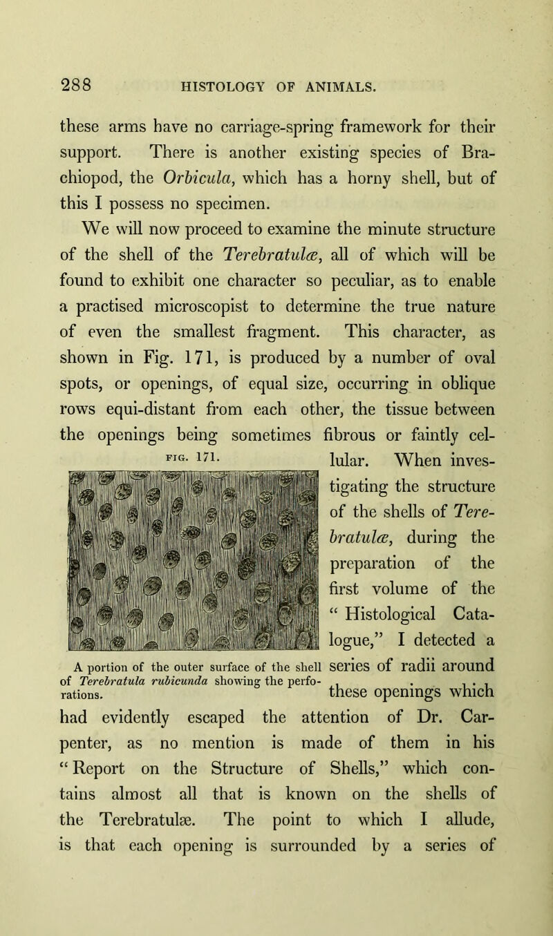 these arms have no carriage-spring framework for their support. There is another existing species of Bra- chiopod, the Orbicula, which has a horny shell, but of this I possess no specimen. We will now proceed to examine the minute structure of the shell of the Terebratuloe, all of which will be found to exhibit one character so peculiar, as to enable a practised microscopist to determine the true nature of even the smallest fragment. This character, as shown in Fig. 171, is produced by a number of oval spots, or openings, of equal size, occurring in oblique rows equi-distant from each other, the tissue between the openings being sometimes fibrous or faintly cel- lular. When inves- tigating the structure of the shells of Tere- bratulcB, during the preparation of the first volume of the “ Histological Cata- logue,” I detected a A portion of the outer surface of the shell Series of radii around of Terebratula rubicunda showing the perfo- . . ... rations. these openings which had evidently escaped the attention of Dr. Car- penter, as no mention is made of them in his “ Report on the Structure of Shells,” which con- tains almost all that is known on the shells of the Terebratulse. The point to which I allude, is that each opening is surrounded by a series of