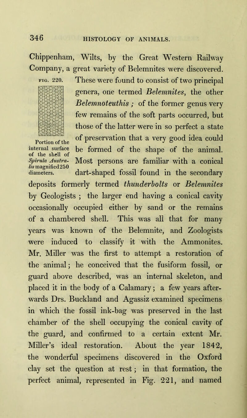 Chippenham, Wilts, by the Great Western Railway Company, a great variety of Belemnites were discovered. fig. 220. These were found to consist of two principal Portion of the Preservat‘on that a very good idea could internal surface be formed of the shape of the animal. Spiruia Austra- Most persons are familiar with a conical &magnified250 diameters. dart-shaped fossil found in the secondary deposits formerly termed thunderbolts or Belemnites by Geologists ; the larger end having a conical cavity occasionally occupied either by sand or the remains of a chambered shell. This was all that for many years was known of the Belemnite, and Zoologists were induced to classify it with the Ammonites. Mr. Miller was the first to attempt a restoration of the animal; he conceived that the fusiform fossil, or guard above described, was an internal skeleton, and placed it in the body of a Calamary; a few years after- wards Drs. Buckland and Agassiz examined specimens in which the fossil ink-bag was preserved in the last chamber of the shell occupying the conical cavity of the guard, and confirmed to a certain extent Mr. Miller’s ideal restoration. About the year 1842, the wonderful specimens discovered in the Oxford clay set the question at rest; in that formation, the perfect animal, represented in Fig. 221, and named genera, one termed Belemnites, the other Belemnoteuthis; of the former genus very few remains of the soft parts occurred, but those of the latter were in so perfect a state