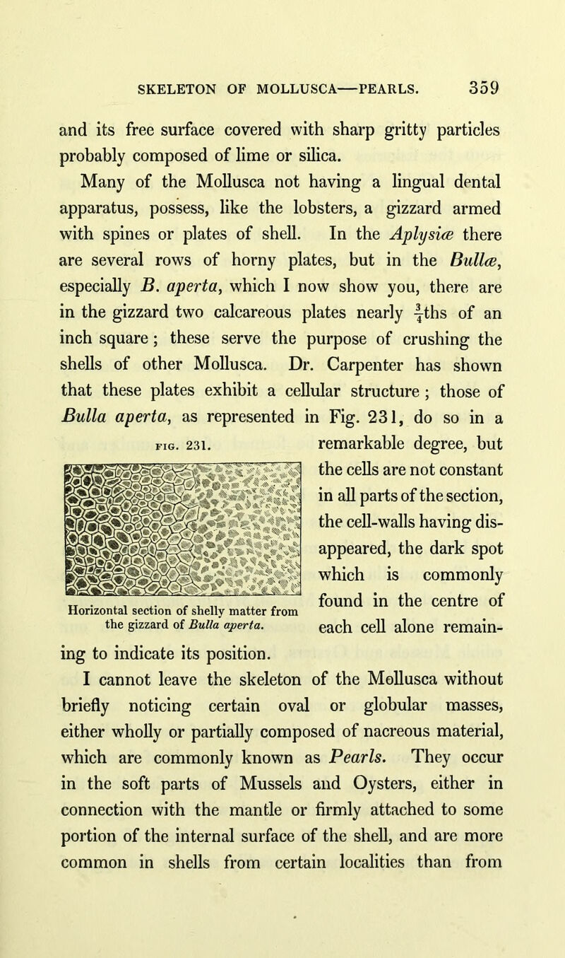 and its free surface covered with sharp gritty particles probably composed of lime or silica. Many of the Mollusca not having a lingual dental apparatus, possess, like the lobsters, a gizzard armed with spines or plates of shell. In the Aplysice there are several rows of horny plates, but in the Bailee, especially B. aperta, which I now show you, there are in the gizzard two calcareous plates nearly -|ths 0f an inch square; these serve the purpose of crushing the shells of other Mollusca. Dr. Carpenter has shown that these plates exhibit a cellular structure ; those of Bulla aperta, as represented in Fig. 231, do so in a remarkable degree, but the cells are not constant in all parts of the section, the cell-walls having dis- appeared, the dark spot which is commonly „ . , , ,. , , „ , found in the centre of Horizontal section of shelly matter from the gizzard of Bulla aperta. each cell alone remain- ing to indicate its position. I cannot leave the skeleton of the Mollusca without briefly noticing certain oval or globular masses, either wholly or partially composed of nacreous material, which are commonly known as Pearls. They occur in the soft parts of Mussels and Oysters, either in connection with the mantle or firmly attached to some portion of the internal surface of the shell, and are more common in shells from certain localities than from