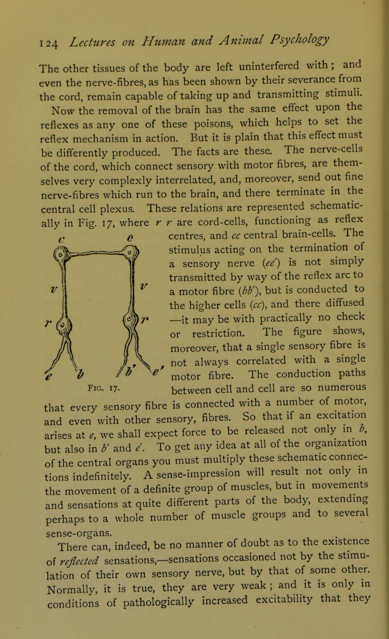 The other tissues of the body are left uninterfercd with ; and even the nerve-fibres, as has been shown by their severance from the cord, remain capable of taking up and transmitting stimuli. Now the removal of the brain has the same effect upon the reflexes as any one of these poisons, which helps to set the reflex mechanism in action. But it is plain that this effect must be differently produced. The facts are these. The nerve-cells of the cord, which connect sensory with motor fibres, are them- selves very complexly interrelated, and, moreover, send out fine nerve-fibres which run to the brain, and there terminate in the central cell plexus. These relations are represented schematic- ally in Fig. 17, where r r are cord-cells, functioning as reflex centres, and cc central brain-cells. The stimulus acting on the termination of a sensory nerve {ee) is not simply transmitted by way of the reflex arc to a motor fibre {bh'\ but is conducted to the higher cells {cc), and there diffused —it may be with practically no check or restriction. The figure shows, moreover, that a single sensory fibre is not always correlated with a single motor fibre. The conduction paths between cell and cell are so numerous that every sensory fibre is connected with a number of motor, and even with other sensory, fibres. So that if an excitation arises at e, we shall expect force to be released not only in but also in h' and /. To get any idea at all of the organization of the central organs you must multiply these schematic connec- tions indefinitely. A sense-impression will result not only in the movement of a definite group of muscles, but in movements and sensations at quite different parts of the body, extending perhaps to a whole number of muscle groups and to several sense-organs. There can, indeed, be no manner of doubt as to the existence of reflected sensations,—sensations occasioned not by the stimu- lation of their own sensory nerve, but by that of some other. Normally, it is true, they are very weak ; and it is only in conditions of pathologically increased excitability that they Fig. 17.