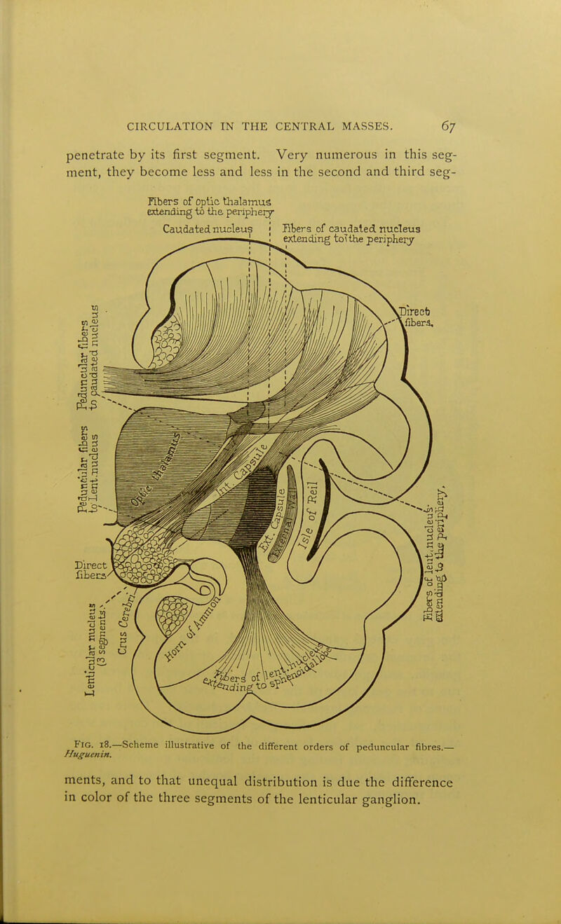 penetrate by its first segment. Very numerous in this seg- ment, they become less and less in the second and third seg- Fibers of optic thalamus extending to the periphery Caudated nucleus \ nters of caudaled nucleus extending toTthe periphery JJirecb -'Afibera, Fig. 18.—Scheme illustrative of the different orders of peduncular fibres. //t/^uenin. ments, and to that unequal distribution is due the difference in color of the three segments of the lenticular ganglion.