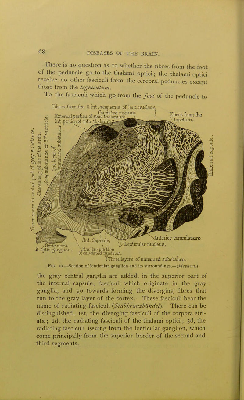 There is no question as to whether the fibres from the foot of the peduncle go to the thalami optici; the thalami optici receive no other fascicuh from the cerebral peduncles except those from the tegmentum. To the fasciculi which go from the foot of the peduncle to Ebers fromtlre 2 int. Segnents of lent.nucleus, — , , ,. . Caudated nucleusj i ±,KT.eraalporuon oi eptic tl-ialamuS'_ Int .porlionof optic t^^^;^ Titers -from flia tapetum. - ''Optic nerve dptic ganglion >Anta:ior cornmlsaare V , ; \//'Lenhcular nucleus, Basilar pdrtion of caudated nucleus. 'IThree layers of unnamed subst^nca. Section of lenticular ganglion and its surroundings.—(A/eynert.) Fig. 19.- the gray central ganglia are added, in the superior part of the internal capsule, fasciculi which originate in the gray- ganglia, and go towards forming the diverging fibres that run to the gray layer of the cortex. These fasciculi bear the name of radiating fasciculi {^Stabkraiisbundel). There can be distinguished, ist, the diverging fasciculi of the corpora stri- ata ; 2d, the radiating fasciculi of the thalami optici; 3d, the radiating fasciculi issuing from the lenticular ganglion, which come principally from the superior border of the second and third segments.