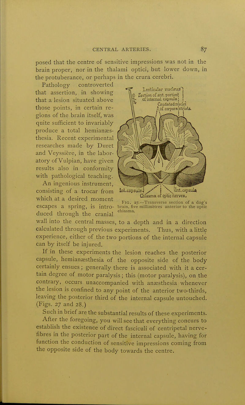 posed that the centre of sensitive impressions was not in the brain proper, nor in the thalami optici, but lower down, in the protuberance, or perhaps in the crura cerebri. Pathology controverted that assertion, in showing that a lesion situated above those points, in certain re- gions of the brain itself, was quite sufficient to invariably produce a total hemianaes- thesia. Recent experimental researches made by Duret and Veyssi^re, in the labor- atory of Vulpian, have given results also in conformity with pathological teaching. An ingenious instrument, consisting of a trocar from which at a desired moment Lerillcular nudeus^, \|^2 jSectvon of antportiorf, j .of internaL capsule) Cauda tedn{icl|ei A of corpora Istriali Ini.capsulej/' ; \Jlnt, capsiile. (iiasma of optic nerves. Fig. 27.—Transverse section of a dog's escapes a Spnng, is intrO- brain, five millimfetres anterior to the optic duced through the cranial '^^'^^^ wall into the central masses, to a depth and in a direction calculated through previous experiments. Thus, with a httle experience, either of the two portions of the internal capsule can by itself be injured. If in these experiments the lesion reaches the posterior capsule, hemianeesthesia of the opposite side of the body certainly ensues ; generally there is associated with it a cer- tain degree of motor paralysis; this (motor paralysis), on the contrary, occurs unaccompanied with anaesthesia whenever the lesion is confined to any point of the anterior two-thirds, leaving the posterior third of the internal capsule untouched. (Figs. 27 and 28.) Such in brief are the substantial results of these experiments. After the foregoing, you will see that everything concurs to establish the existence of direct fasciculi of centripetal nerve- fibres in the posterior part of the internal capsule, having for function the conduction of sensitive impressions coming from the opposite side of the body towards the centre.