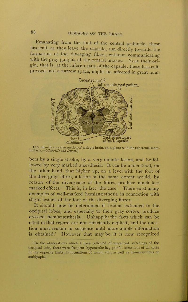 Emanating from the foot of the central peduncle, these fasciculi, as they leave the capsule, run directly towards the formation of the diverging fibres, without communicating with the gray ganglia of the central masses. Near their ori- gin, that is, at the inferior part of the capsule, these fascicuH, pressed into a narrow space, might be affected in great num- FiG. 28.—Transverse section of a dog's brain, on a plane with the tubercula mam- millaria.—(Carville and Duret.) bers by a single stroke, by a very minute lesion, and be fol- lowed by very marked anaesthesia. It can be understood, on the other hand, that higher up, on a level with the foot of the diverging fibres, a lesion of the same extent would, by reason of the divergence of the fibres, produce much less marked effects. This is, in fact, the case. There exist many examples of well-marked hemianaesthesia in connection with slight lesions of the foot of the diverging fibres. It should now be determined if lesions extended to the occipital lobes, and especially to their gray cortex, produce crossed hemianaesthesia. Unhappily the facts which can be cited in that regard are not sufficiently explicit, and the ques- tion must remain in suspense until more ample information is obtained.^ However that may be, it is now recognized ' In the observations which I have collected of superficial softenings of the occipital lobe, there were frequent hyperaesthesias, painful sensations of all sorts in the opposite limbs, hallucinations of vision, etc., as well as hemiancesthesia or amblyopia. Caudat^d-TLUclel /\Int.c,