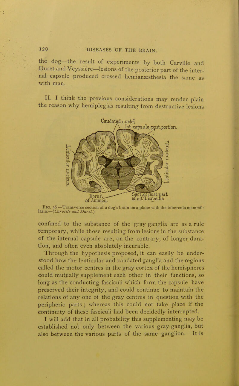 the dog—the result of experiments by both Carville and Duret and Veyssicre—lesions of the posterior part of the inter- nal capsule produced crossed hemianaesthesia the same as with man. II. I think the previous considerations may render plain the reason why hemiplegias resulting from destructive lesions Caudat^d nuclei Int. capsule,post.porllon. of Jbimion. . pfost.part of int/1. capsule Fig. 36.—Transverse section of a dog's brain on a plane with the tubercula mammil- laria—{Carville and Duret.) confined to the substance of the gray ganglia are as a rule temporary, while those resulting from lesions in the substance of the internal capsule are, on the contrary, of longer dura- tion, and often even absolutely incurable. Through the hypothesis proposed, it can easily be under- stood how the lenticular and caudated ganglia and the regions called the motor centres in the gray cortex of the hemispheres could mutually supplement each other in their functions, so long as the conducting fasciculi which form the capsule have preserved their integrity, and could continue to maintain the relations of any one of the gray centres in question with the peripheric parts ; whereas this could not take place if the continuity of these fasciculi had been decidedly interrupted. I will add that in all probability this supplementing may be established not only between the various gray ganglia, but also between the various parts of the same ganglion. It is