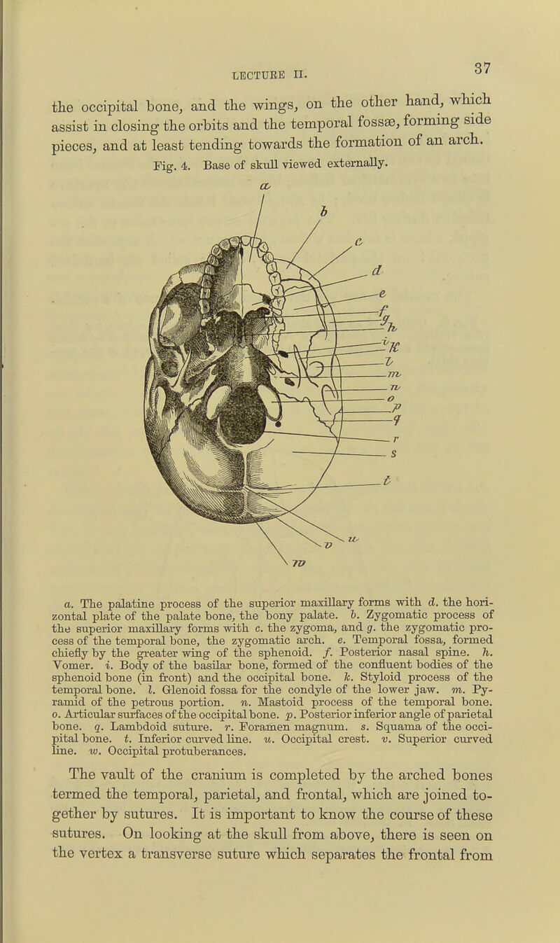 the occipital bone, and the wings, on the other hand, which assist in closing the orbits and the temporal fossae, forming side pieces, and at least tending towards the formation of an arch. Fig. 4. Base of skull viewed externally. a. The palatine process of tlie superior maxillary forms with d. the hori- zontal plate of the palate bone, the bony palate, h. Zygomatic process of the superior maxillary forms with c. the zygoma, and g. the zygomatic pro- cess of the temporal bone, the zygomatic arch. e. Temporal fossa, formed chiefly by the greater wing of the sphenoid. /. Posterior nasal spine, h. Vomer, i. Body of the basilar bone, formed of the confluent bodies of the sphenoid bone (in front) and the occipital bone. k. Styloid process of the temporal bone. I. Glenoid fossa for the condyle of the lower jaw. m. Py- ramid of the petrous portion, n. Mastoid process of the temporal bone. 0. Articular surfaces of the occipital bone. p. Posterior inferior angle of parietal bone. q. Lambdoid suture, r. Foramen magnum, s. Squama of the occi- pital bone. t. Inferior curved line. u. Occipital crest, v. Superior curved line. w. Occipital protuberances. The vault of the cranium is completed by the arched bones termed the temporal, parietal, and frontal, which are joined to- gether by sutures. It is important to know the course of these sutures. On looking at the skull from above, there is seen on the vertex a transverse suture which separates the frontal from