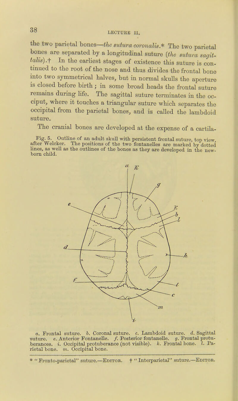 LECTURE 11. tke two parietal hones—the sutv/ra coronalis.* Tke two parietal bones are separated by a longitudinal suture {the suhira aagit- talis).f In tke earliest stages of existence tkis suture is con- tinued to tke root of tke nose and tkus divides tke frontal bone into two symmetrical kalves, but in normal skulls tke aperture is closed before birtk ; in some broad beads tke frontal suture remains during kfe. Tke sagittal suture terminates in tke oc- ciput, wkere it touckes a triangular suture wkick separates tke occipital from tke parietal bones, and is called tke lambdoid suture. Tke cranial bones are developed at tke expense of a cartila- Fig. 5. Outline of an adult skull with persistent frontal sutm-e, top view, after Welcker. The positions of the two fontanelles are marked by dotted lines, as well as the outlines of the bones as they are developed in the new- born child. a. Frontal suture, h. Coronal suture, c. Lambdoid sutui'e. d. Sagittal sutui-e. e. Anterior Fontanelle. /. Posterior fontanelle. g. Frontal protu- berances, i. Occipital protuberance (not visible), k. Frontal bone. I. Pa- rietal bone. m. Occipital bone. *  Fronto-paiietal sutm-e.—Editor, f  Intei-parietal suture.—Editok.