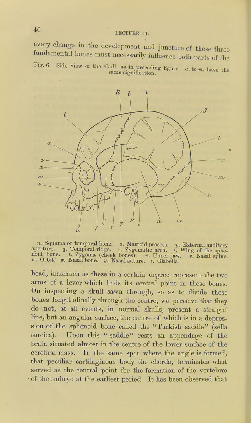 LECTUEE n. every change in the development and juncture of these three tundamental bones must necessarily influence both parts of the Fig. 6. Side view of the skuU, as in preceding figure, a. to m. have the same signification. n. Squama of temporal bone. o. Mastoid process, p. External auditoi-y apertm-e. q. Temporal ridge, r. Zygomatic arch. s. Wing of the sphe- noid bone. t. Zygoma (cheek bones). u. Upper jaw. v. Nasal spine. IV. Orbit, x. Nasal bone. y. Nasal sutm-e. a. Glabella. head^ inasmuch as these in a certain degree represent the two arms of a lever which finds its central point in these bones. On inspecting a skull sawn through, so as to divide these bones longitudinally through the centre, we perceive that they do not, at all events, in normal skulls, present a straight line, but an angular surface, the centre of which is in a depres- sion of the sphenoid bone called the Turkish saddle (sella turcica). Upon this saddle rests an appendage of the brain situated almost in the centre of the lower surface of the cerebral mass. In the same spot where the angle is formed, that peculiar cartilaginous body the chorda, terminates what served as the central point for the formation of the vertebra3 of the embryo at the earliest period. It has been observed that