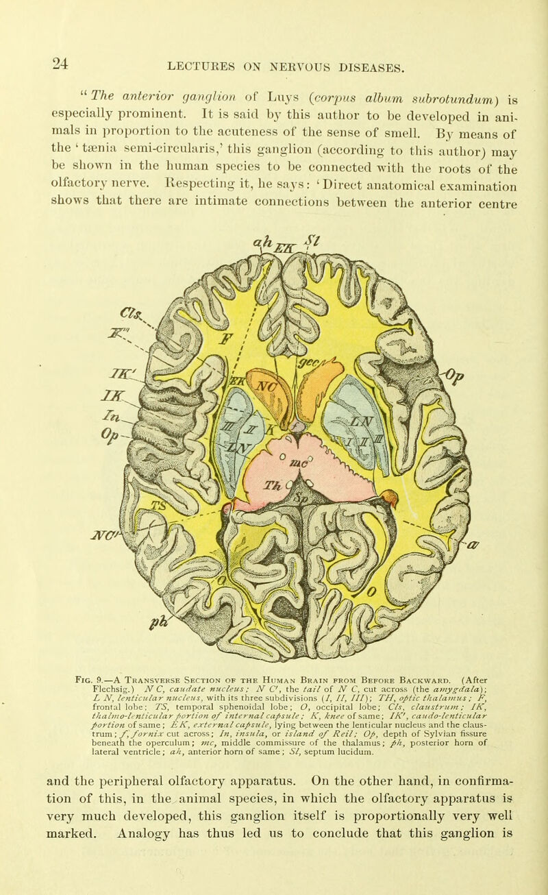  The anterior ganglion of Lays (corpus album subrotundum) is especially prominent. It is said by this author to be developed in ani- mals in i)roportion to the acuteness of the sense of smell. By means of the ' taenia semi-circularis,' this ganglion (according to this author) may be shown in the human species to be connected with the roots of the olfactory nerve, llespecting it, he sa3 s: ' Direct anatomical examination shows that there are intimate connections between the anterior centre Fig. 9.—A Transverse Section of the Human Brain from Before Backward. (After Flechsig.) jVC, camlate nucleus: N C, the /ai/ of iV C, cut across (the amyg-rfa/a); L N, lenticular nucleus, with its three subdivisions (/, //, ///); TH, optic thalamus: P, frontal lobe; TS, temporal sphenoidal lobe; O, occipital lobe; Cls, claustrutn: IK, thalino-lt nticiilar portion op internal capsule: K, knee of same; IK', caudo-lenticular portion of same; EK, external capsule, lying between the lenticular nucleus and the claus- \rwm', f, fornix cwx. across; /«, insula, or island of Reil; Op, depth of Sylvian fissure beneath the operculum; mc, middle commissure of the thalamus; ///, posterior horn of lateral ventricle; ah, anterior horn of same ; SI, septum lucidum. and the peripheral olfactory apparatus. On the other hand, in confirma- tion of this, in the animal species, in which the olfactory apparatus is very much developed, this ganglion itself is proportionally very well marked. Analogy has thus led us to conclude that this ganglion is