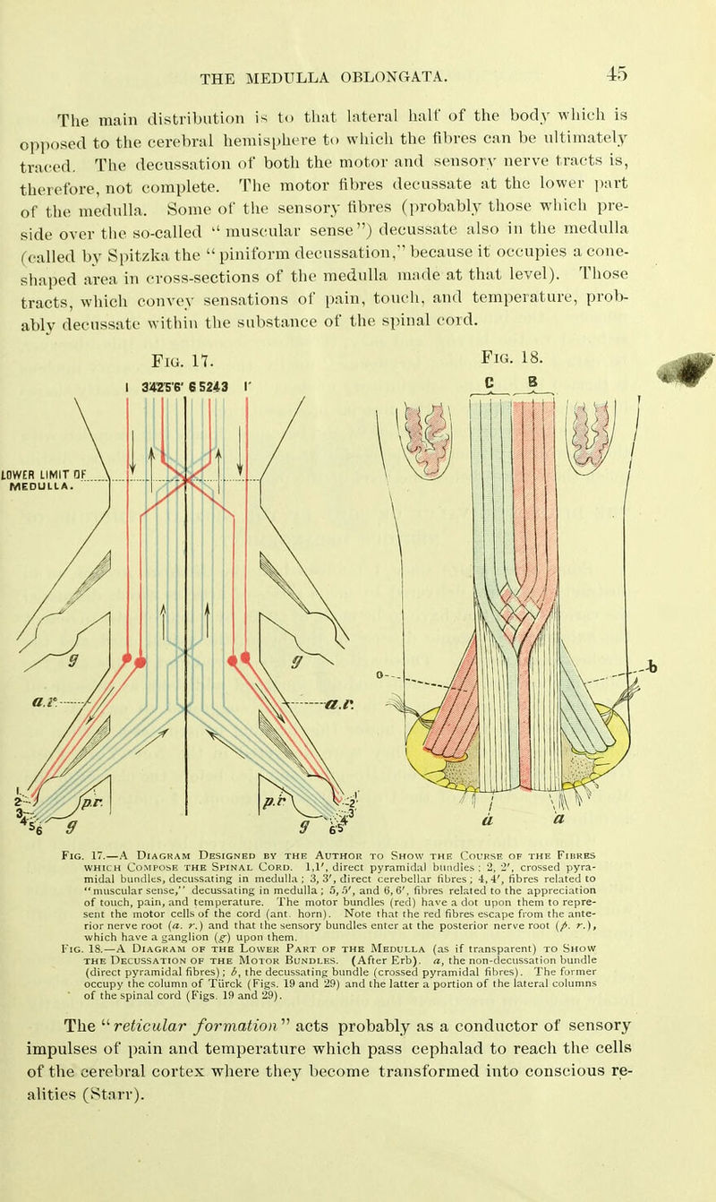 The main distribution is to that hiteral half of the body which is opi)osed to the cerebral hemisphere to which the fibres can be ultimately traced. The decussation of both the motor and sensory nerve tracts is, therefore, not complete. The motor fibres decussate at the lower \)t\vt of the medulla. Some of the sensory fibres (probably those wiiich pre- side over the so-called muscular sense) decussate also in the medulla (called by Spitzka the piniform decussation, because it occupies a cone- shaped area in cross-sections of the medulla made at that level). Those tracts, which convey sensations of pain, toucii, and temperature, prob- ably decussate within the substance of the spinal cord. Fig. 17. Fig. 18. Fig. 17.—A Diagram Designed by the Author to Show the Course of the Fibres WHICH Compose the Spinal Cord. 1,1', direct pyramidal bundles ; 2, 2', crossed pyra- midal bundles, decussating in medulla; 3, 3', direct cerebellar libres ; 4,4', fibres related to muscular sense, decussating in medulla; 5, .0', and 6,6', fibres related to the appreciation of touch, pain, and temperature. The motor bundles (red) have .a dot upon them to repre- sent the motor cells of the cord (ant. horn). Note that the red fibres escape from the ante- rior nerve root (a. r.) and that the sensory bundles enter at the posterior nerve root r.), which have a ganglion (^) upon them. Fig. is.—A Diagram of the Lower Part of the Medulla (as if transparent) to Show THE Decussation OF the Motor Bundlf.s. (After Erb), «, the non-deciissation bundle (direct pyramidal fibres); b, the decussating bundle (crossed pyramidal fibres). The former occupy the column of Tiirck (Figs. 19 and 29) and the latter a portion of the lateral columns of the spinal cord (Figs. 19 and 29). The reticular formation acts probably as a conductor of sensory impulses of pain and temperature which pass cephalad to reach the cells of the cerebral cortex where they become transformed into conscious re- alities (Starr).