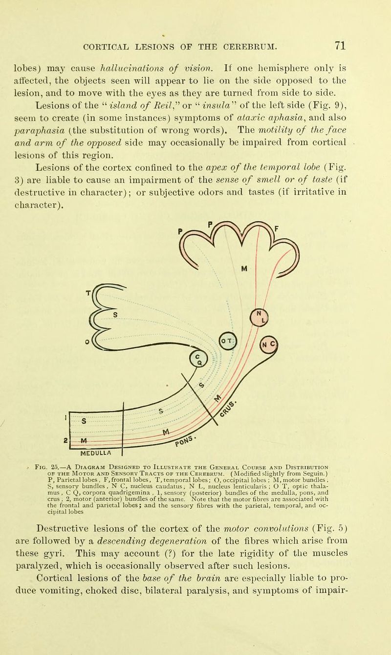 lobes) may cause hallucinations of vision. If one liemisphere only is artected, the objects seen will appear to lie on the side opposed to the lesion, and to move with the eyes as they are turned Irom side to side. Lesions of the  island of Reil,''^ or  insula''^ of the left side (Fig. 9), seein to create (in some instances) symptoms of ataxic aphasia, and also paraphasia (the substitution of wrong words). The motility of the face and arm of the opposed side may occasionally be impaired from cortical lesions of this region. Lesions of the coi'tex confined to the apex of the temporal lobe (Fig. 3) are liable to cause an impairment of the sense of smell or of taste (if destructive in character); or subjective odors and tastes (if irritative in character). --M- - MEDULLA ■• Fig. 25.—A Diagram Designed to Illustrate the General Course and Distribution OF THE Motor and Sensory Tracts of the Cerebrum. (Modified slightly from Seguin.) P, Parietal lobes . F, frontal lobes, T, temporal lobes; O, occipital lobes : M, motor bundles . S, sensory bundles. N C, nucleus c.iudatus, N L, nucleus lenticularis ; O T, optic thala- mus , C Q, corpora quadrigemina . 1, sensory (posterior) bundles of the medulla, pons, and cms . 2, motor (anterior) bundles of the same. Note that the motor fibres are associated with the frontal and parietal lobes; and the sensory fibres with the parietal, temporal, and oc- cipital lobes Destructive lesions of the cortex of the motor convolutions (Fig. 5) are followed by a descending degeneration of the fibres which arise from these gyri. This may account (?) for the late rigidity of the muscles paralyzed, which is occasionally observed after such lesions. Cortical lesions of the base of the brain are especially liable to pro- duce vomiting, choked disc, bilateral paralysis, and symptoms of impair-