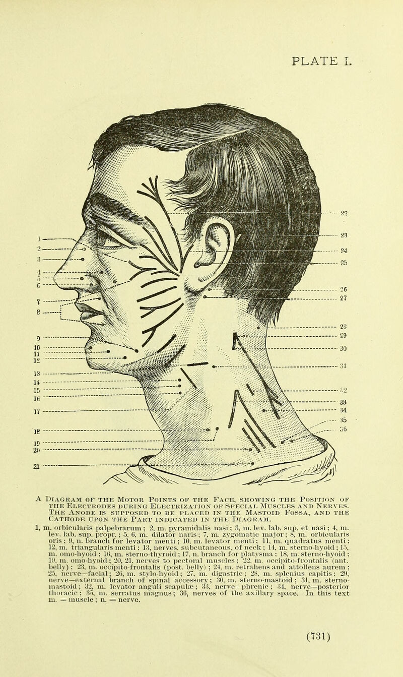 A Diagram of the Motor Points ok the Face, showing the Position of THE ElECTKODES DURING ELECTRIZATION OF SPECIAL MUSCLES AND NERVES. The Anode is supposed to be placed in the Mastoid Fossa, and the Cathode upon the Part indicated in the Diagram. 1, m. orbicularis palpebrarum ; 2. m. pyramidalis nasi; 3, m. lev. lab. sup. et nasi; 4, in. lev. lab. sup. propr.; 5. 6, m. dilator naris; 7, m. zygomatic major; K, m. orbicularis oris ; 9, u. branch for levator menti ; 10. m. Icvatiir menti; 11, m. quadratus menti; 12, m. triangularis menti: 13, nerves, subcutaneous, of neck; 14, m. sterno-liyoid ; lo, m. omo-hyoid ; Ki, m. sterno-tliyroid ; 17. n. branch for platysnia : 18. m. sterno hyoid ; 19, m. omb-hyoid; 20, 21, nerves to pectoral muscles ; 22, m. occipito-frontalis (ant. belly) : 23, m. occipito-frontalis (post, belly) ; 24, m. retrahens and attoUens aurem ; 2.5, nerve—facial; 2(i, m. stylo-hyoid; 27, in. digastric; 28, m. splenius capitis: 2it, nerve—external branch of spinal accessory; 30. m. sterno-mastoid ; 31, m. sterno- mastoid; 32, m. levator anguli scapulie; 33, nerve—phrenic ; 34. nerve—posterior thoracic; 3i, m. serratus maguus; 30, nerves of the a.xiUary space. In this te.xt 111. = muscle ; n. = nerve.