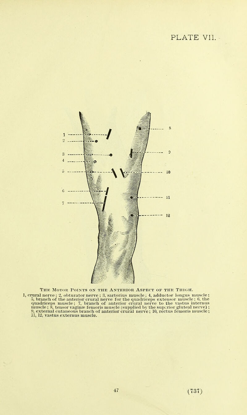 The Motor Points on the Anterior Aspect of the Thigh. 1, crural nerve ; 2, obturator nerve ; 3, sartorius muscle ; 4, adductor longus muscle; 5, branch of the anterior crural nerve for the quadriceps extensor muscle ; (i, the quadriceps muscle: 7, branch of anterior crural nerve to the vastus internus muscle; 8, tensor vagina; fenioris muscle (supi)lie(l by the superior gluteal nerve); 9, external cutaneous branch of anterior crural nerve; 10, rectus femoris umscle; 11,12, vastus externus muscle. 47 (737)