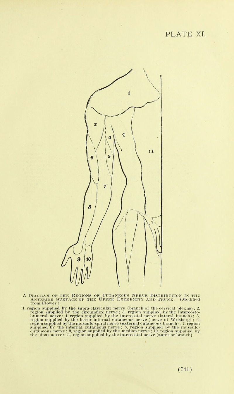 A DiAOKAM OF THE REGIONS OP CUTANEOUS NERVE DISTRIBUTION IN THK Antekiou Surface of the Upper Extremity and Tiuink. (Modified from Flower.) 1, region supiilied by the sujira-clavicular nerve (branch of tlie cervical iilcxus) ; '2, region sui>plied by the circumflex nerve; 3, region supijlied by tlie intereosto- luimeral nerve; 4, region supplied by the intercostal nerve (lateral Inanoh) ; 5, region .supi)lied by the lesser internal cvitaneous nerve (nerve of Wrislx-rgl ; (i, region sujiplied by the musculo-spiral nerve (external cutaneous liranch i : 7. region siipplicil l)y the internal cutaneous nerve; X, region supplied by tlic musciilo- (tntanoous nerve ; i), region supplied by the median nerve ; 10. region supplied by the idiiar nerve : 11, regicm supplied by the intercostal nerve (anterior brunch).