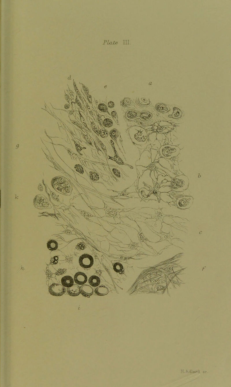 Plate 111. H.A.(Hard sc.