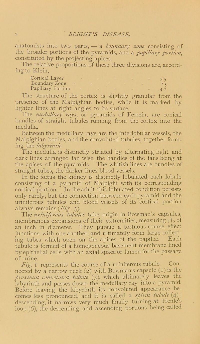 anatomists into two parts, — a boundary zone consisting of the broader portions of the pyramids, and a papillary portion, constituted by the projecting apices. The relative proportions of these three divisions are, accord- ing to Klein, Cortical Layer - - - - • 3‘5 Boundary Zone - 2'5 Papillary Portion - 4-0 The structure of the cortex is slightly granular from the presence of the Malpighian bodies, while it is marked by lighter lines at right angles to its surface. The medullary rays, or pyramids of Ferrein, are conical bundles of straight tubules running from the cortex into the medulla. Between the medullary rays are the interlobular vessels, the Malpighian bodies, and the convoluted tubules, together form- ing the labyrinth. The medulla is distinctly striated by alternating light and dark lines arranged fan-wise, the handles of the fans being at the apices of the pyramids. The whitish lines are bundles of straight tubes, the darker lines blood vessels. In the foetus the kidney is distinctly lobulated, each lobule consisting of a pyramid of Malpighi with its corresponding cortical portion. In the adult this lobulated condition persists only rarely, but the connection between each pyramid and the uriniferous tubules and blood vessels of its cortical portion always remains (Fig. 3). The uriniferous tubules take origin in Bowman’s capsules, membranous expansions of their extremities, measuring -flo of an inch in diameter. They pursue a tortuous course, effect junctions with one another, and ultimately form large collect- ing tubes which open on the apices of the papillae. Each tubule is formed of a homogeneous basement membrane lined by epithelial cells, with an axial space or lumen for the passage of urine. Fig. 1 represents the course of a uriniferous tubule. Con- nected by a narrow neck (2) with Bowman’s capsule (1) is the proximal convoluted tubule (3), which ultimately leaves the labyrinth and passes down the medullary ray into a pyramid. Before leaving the labyrinth its convoluted appearance be- comes less pronounced, and it is called a spiral tubule (4) ; descending, it narrows very much, finally turning at Idenles loop (6), the descending and ascending portions being called