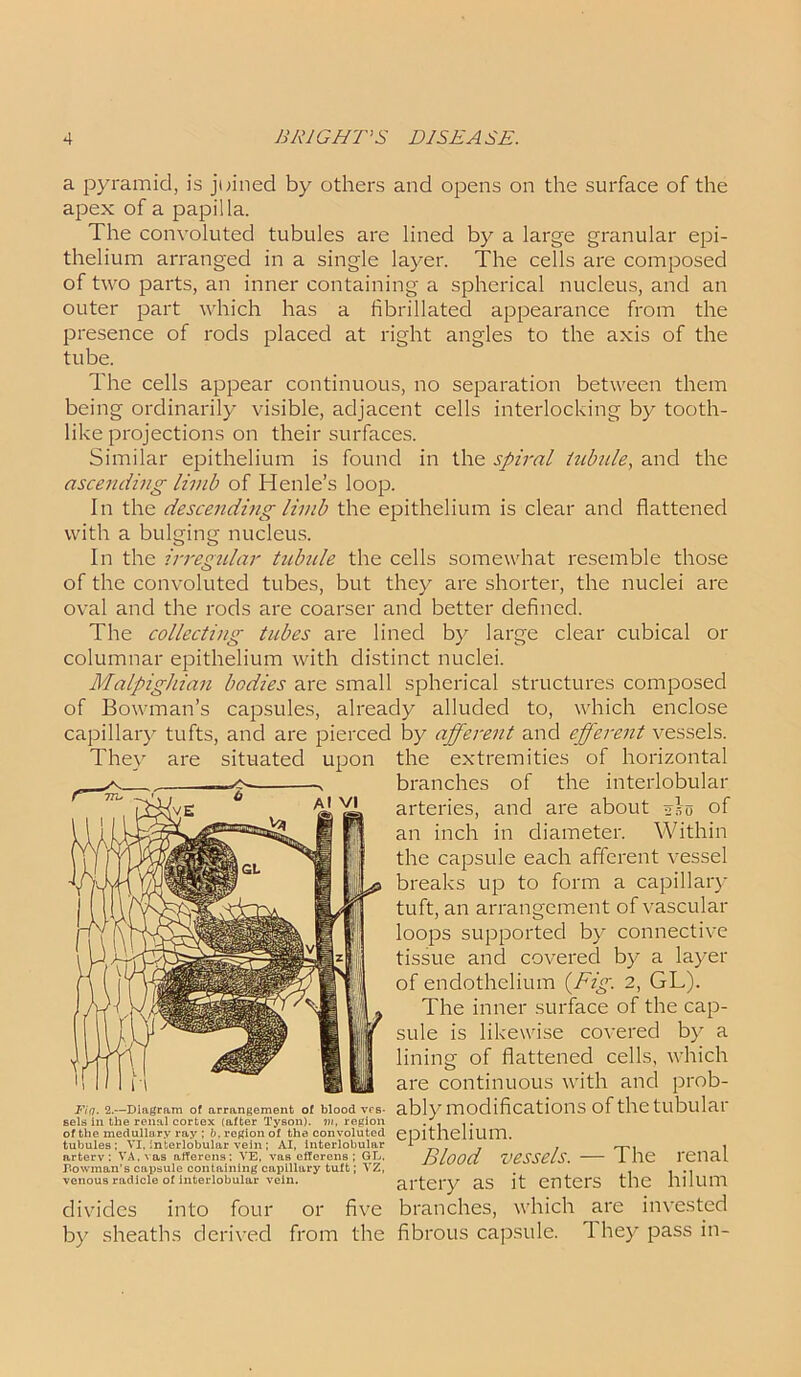 a pyramid, is joined by others and opens on the surface of the apex of a papilla. The convoluted tubules are lined by a large granular epi- thelium arranged in a single layer. The cells are composed of two parts, an inner containing a spherical nucleus, and an outer part which has a fibrillated appearance from the presence of rods placed at right angles to the axis of the tube. The cells appear continuous, no separation between them being ordinarily visible, adjacent cells interlocking by tooth- like projections on their surfaces. Similar epithelium is found in the spiral tubule, and the ascending limb of Henle’s loop. In the descending limb the epithelium is clear and flattened with a bulging nucleus. In the irregular tubule the cells somewhat resemble those of the convoluted tubes, but they are shorter, the nuclei are oval and the rods are coarser and better defined. The collecting tubes are lined by large clear cubical or columnar epithelium with distinct nuclei. Malpighian bodies are small spherical structures composed of Bowman’s capsules, already alluded to, which enclose capillary tufts, and are pierced by afferent and efferent vessels. They are situated upon the extremities of horizontal divides into four or five branches, which are invested by sheaths derived from the fibrous capsule, d hey pass in- branches of the interlobular arteries, and are about do of an inch in diameter. Within the capsule each afferent vessel breaks up to form a capillary tuft, an arrangement of vascular loops supported by connective tissue and covered by a layer of endothelium (Fig. 2, GL). Fin• 2.—Diagram of arrangement of blood ves- sels in the renal cortex (after Tyson), vi, region of the medullary ray ; b, region of the convoluted tubules; VI, interlobular vein ; AI, interlobular arterv : VA.vas afferens: YE, vas eflerens ; GL, Bowman’s capsule containing capillary tuft; YZ, venous radicle of interlobular vein. The inner surface of the cap- sule is likewise covered by a lining of flattened cells, which are continuous with and prob- ably modifications of the tubular epithelium. Blood vessels. — The renal artery as it enters the hilum