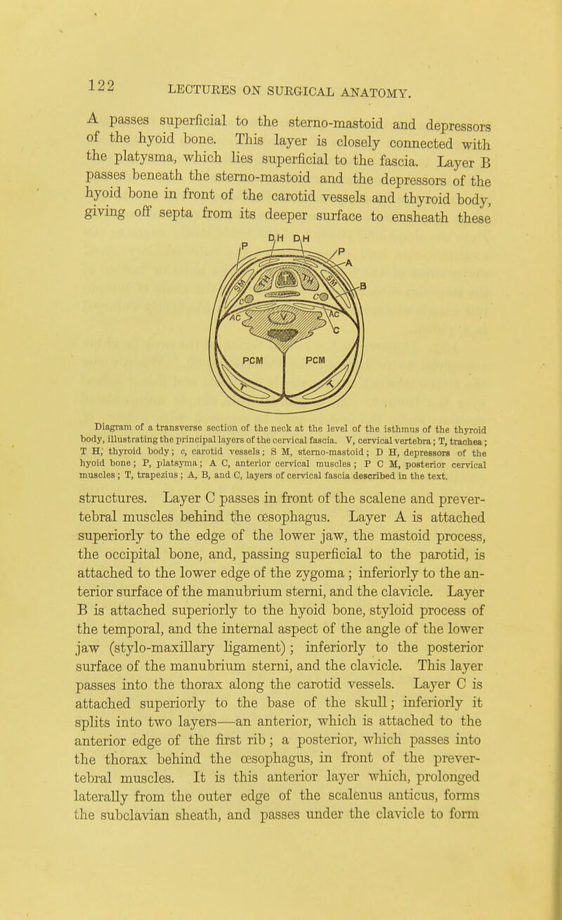 A passes superficial to the sterno-mastoid and depressors of the hyoid bone. This layer is closely connected with the platysma, which lies superficial to the fascia. Layer B passes beneath the sterno-mastoid and the depressors of the hyoid bone in front of the carotid vessels and thyroid body, giving off septa from its deeper surface to ensheath these Diagram of a transverse section of the neck at the level of the isthmus of the thyroid body, illustrating the principal layers of the cervical fascia. V, cervical vertebra; T, trachea; T H, thyroid body; c, carotid vessels; S M, sterno-mastoid; D H, depressors of the hyoid bone; P, platsyma; A C, anterior cervical muscles ; P C M, posterior cervical muscles ; T, trapezius ; A, B, and C, layers of cervical fascia described in the text. structures. Layer C passes in front of the scalene and prever- tebral muscles behind the oesophagus. Layer A is attached superiorly to the edge of the lower jaw, the mastoid process, the occipital bone, and, passing superficial to the parotid, is attached to the lower edge of the zygoma ; inferiorly to the an- terior surface of the manubrium sterni, and the clavicle. Layer B is attached superiorly to the hyoid bone, styloid process of the temporal, and the internal aspect of the angle of the lower jaw (stylo-maxillary ligament); inferiorly to the posterior surface of the manubrium sterni, and the clavicle. This layer passes into the thorax along the carotid vessels. Layer C is attached superiorly to the base of the skull; inferiorly it splits into two layers—an anterior, which is attached to the anterior edge of the first rib; a posterior, which passes into the thorax behind the oesophagus, in front of the prever- tebral muscles. It is this anterior layer which, prolonged laterally from the outer edge of the scalenus anticus, forms the subclavian sheath, and passes under the clavicle to form