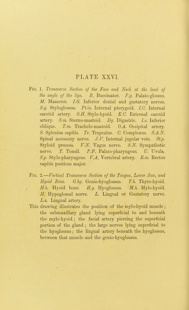 Fig. 1. Transverse Section of the Face and Neck at the level of the angle of the lips. B. Buccinator. P.g. Palato-glossus. M. Masseter. I.G. Inferior dental and gustatory nerves. S.g. Styloglossus. Pt.in. Internal pterygoid. I.C. Internal carotid artery. 8.H. Stylo-liyoid. E.C. External carotid artery. S.m. Sterno-mastoid. Dg. Digastric. I.o. Inferior oblique. T.m. Trachelo-mastoid. O.A. Occipital artery. S. Splenius capitis. Tr. Trapezius. C. Complexus. S.A.N. Spinal accessory nerve. /. V. Internal jugular vein. St.p. Styloid process. V.N. Vagus nerve. S.N. Sympathetic nerve. T. Tonsil. P.P. Palato-pharyngeus. U. Uvula. S.p. Stylo-pharyngeus. V.A. Vertebral artery. R.m. Rectus capitis posticus major. Fig. 2.—Vertical Transverse Section of the Tongue, Lower Jaw, and Hyoid Bone. G.hg. Genio-hyoglossus. T.h. Thyro-hyoid. H.b. Hyoid bone. H.g. Hyoglossus. M.h. Mylo-liyoid. H. Hypoglossal nerve. L. Lingual or Gustatory nerve. L.a. Lingual artery. This drawing illustrates the position of the mylo-hyoid muscle; the submaxillary gland lying superficial to and beneath the mylo-hyoid; the facial artery piercing the superficial portion of the gland; the large nerves lying superficial to the hyoglossus; the lingual artery beneath the hyoglossus, between that muscle and the genio-hyoglossus.