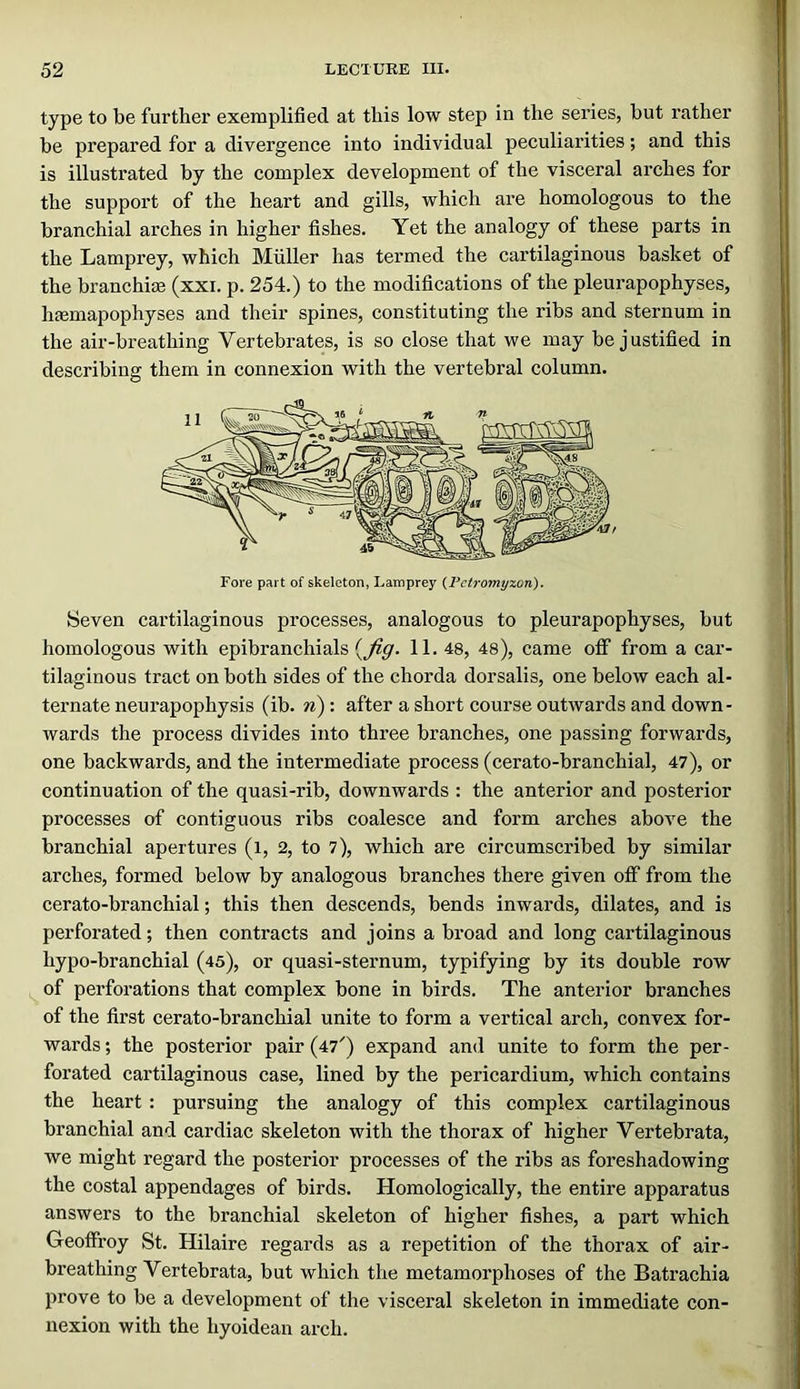 type to be further exemplified at this low step in the series, but rather be prepared for a divergence into individual peculiarities; and this is illustrated by the complex development of the visceral arches for the support of the heart and gills, which are homologous to the branchial arches in higher fishes. Yet the analogy of these parts in the Lamprey, which Muller has termed the cartilaginous basket of the branchim (xxi. p. 254.) to the modifications of the pleurapophyses, hsemapophyses and their spines, constituting the ribs and sternum in the air-breathing Vertebrates, is so close that we may be justified in describing them in connexion with the vertebral column. Seven cartilaginous processes, analogous to pleurapophyses, but homologous with epibranchials 11. 48, 48), came off from a car- tilaginous tract on both sides of the chorda dorsalis, one below each al- ternate neurapophysis (ib. w) : after a short course outwards and down- wards the process divides into three branches, one passing forwards, one backwards, and the intermediate process (cerato-branchial, 47), or continuation of the quasi-rib, downwards : the anterior and posterior processes of contiguous ribs coalesce and form arches above the branchial apertures (i, 2, to 7), which are circumscribed by similar arches, formed below by analogous branches there given off from the cerato-branchial; this then descends, bends inwards, dilates, and is perforated; then contracts and joins a broad and long cartilaginous hypo-branchial (45), or quasi-sternum, typifying by its double row of perforations that complex bone in birds. The anterior branches of the first cerato-branchial unite to form a vertical arch, convex for- wards ; the posterior pair (47') expand and unite to form the per- forated cartilaginous case, lined by the pericardium, which contains the heart : pursuing the analogy of this complex cartilaginous branchial and cardiac skeleton with the thorax of higher Vertebrata, we might regard the posterior processes of the ribs as foreshadowing the costal appendages of birds. Homologically, the entire apparatus answers to the branchial skeleton of higher fishes, a part which Geoffroy St. Hilaire regards as a repetition of the thorax of air- breathing Vertebrata, but which the metamorphoses of the Batrachia prove to be a development of the visceral skeleton in immediate con- nexion with the hyoidean arch.