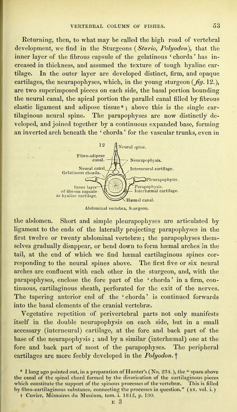 Returning, then, to what may be ealled the high road of vertebral development, we find in the Sturgeons (Sturio, Polyodon), that the inner layer of the fibrous eapsule of the gelatinous ‘chorda’ has in- creased in thickness, and assumed the texture of tough hyaline car- tilage. In the outer layer are developed distinct, firm, and opaque cartilages, the neurapophyses, which, in the young sturgeon 12.), are two superimposed pieces on each side, the basal portion bounding the neural canal, the apical portion the parallel canal filled by fibrous elastic ligament and adipose tissue *; above this is the single car- tilaginous neural spine. The parapophyses are now distinctly de- veloped, and joined together by a continuous expanded base, forming an inverted arch beneath the ‘ chorda ’ for the vascular trunks, even in Fibro-adipose canal. Neural canal. Gelatinous chorda.. ' Inner layer of fiVirous capsule as h} aline cartilage. Neural spine. 1—-/ Neurapophysis. Interncural cartilage. j^^^^Pleurapophysis. ■Parapophysis- - Interhajraal cartilage. ^ Haemal canal. Abdominal vertebra, Sturgeon. the abdomen. Short and simple pleurapophyses are articulated by ligament to the ends of the laterally projecting parapophyses in the first twelve or twenty abdominal vertebrae; the parapophyses them- selves gradually disappear, or bend down to form haemal arches in the tail, at the end of which we find haemal cartilaginous spines cor- responding to the neural spines above. The first five or six neural arches are confluent with each other in the sturgeon, and, with the parapophyses, enclose the fore part of the ‘chorda’ in a firm, con- tinuous, cartilaginous sheath, perforated for the exit of the nerves. The tapering anterior end of the ‘ chorda ’ is continued forwards into the basal elements of the cranial vertebrae. Vegetative repetition of perivertebral parts not only manifests itself in the double neurapophysis on each side, but in a small accessary (interneural) cartilage, at the fore and back part of the base of the neurapophysis ; and by a similar (interhtemal) one at the fore and back part of most of the parapophyses. The peripheral cartilages are more feebly developed in the Polyodon. j * I long ago pointed out, in a preparation of Hunter’s (No. S.Sd.), the “ space above the canal of the spinal chord formed by the divarication of the cartilaginous pieces which constitute the support of the spinous processes of the vertebras. This is filled by fibro-cartllaginous substance, connecting the processes in question.” (xx. vol. i.) t Cuvier, Memoires du Museum, tom. i. 1815, p. 130. E 3