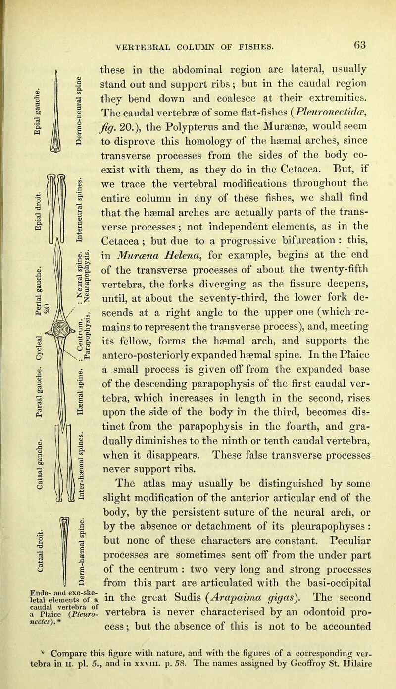 G3 Q Endo- and exo-ske- letal elements of a caudal vertebra of a Plaice (Pleuro- ncctes).* these in the abdominal region are lateral, usually stand out and support ribs; but in the caudal region they bend down and coalesce at their extremities. The caudal vertebrfe of some flat-fishes (^Pleuronectida, Jig. 20.), the Polypterus and the Murasnm, would seem to disprove this homology of the haemal arches, since transverse processes from the sides of the body co- exist with them, as they do in the Cetacea. But, if we trace the vertebral modifications throughout the entire column in any of these fishes, we shall find that the h^mal arches are actually parts of the trans- verse processes; not independent elements, as in the Cetacea; but due to a progressive bifurcation : this, in Murcena Helena, for example, begins at the end of the transverse processes of about the twenty-fifth vertebra, the forks diverging as the fissure deepens, until, at about the seventy-third, the lower fork de- scends at a right angle to the upper one (which re- mains to represent the transverse process), and, meeting its fellow, forms the htemal arch, and supports the antero-posteriorly expanded haemal spine. In the Plaice a small process is given off from the expanded base of the descending parapophysis of the first caudal ver- tebra, which increases in length in the second, rises upon the side of the body in the third, becomes dis- tinct from the parapophysis in the fourth, and gra- dually diminishes to the ninth or tenth caudal vertebra, when it disappears. These false transverse processes never support ribs. The atlas may usually be distinguished by some slight modification of the anterior articular end of the body, by the persistent suture of the neural arch, or by the absence or detachment of its pleurapophyses : but none of these characters are constant. Peculiar processes are sometimes sent off from the under part of the centrum : two very long and strong processes from this part are articulated with the basi-occipital in the great Sudis (^Arapaima gigas). The second vertebra is never characterised by an odontoid pro- cess ; but the absence of this is not to be accounted Compare this figure with nature, and with the figures of a corresponding ver-