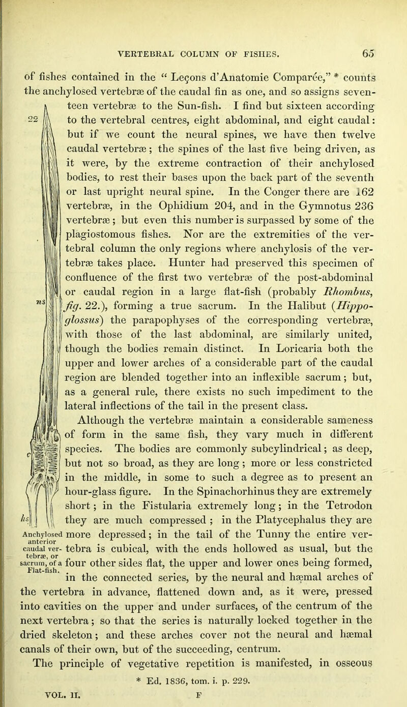 22 of fishes contained in the “ Legons d’Anatomic Comparee,” * counts the anchylosed vertebrie of the caudal fin as one, and so assigns seven- teen vertebrie to the Sun-fish. I find but sixteen according to the vertebral centres, eight abdominal, and eight caudal: but if we count the neural spines, we have then twelve caudal vertebrje; the spines of the last five being driven, as it were, by the extreme contraction of their anchylosed bodies, to rest their bases upon the back part of the seventh or last upright neural spine. In the Conger there are 162 vertebrae, in the Ophidium 204, and in the Gymnotus 236 vertebrae ; but even this number is surpassed by some of the plagiostomous fishes. Nor are the extremities of the ver- tebral column the only regions where anchylosis of the ver- tebrae takes place. Hunter had preserved this specimen of confluence of the first two vertebrae of the post-abdominal or caudal region in a large flat-fish (probably Rhombus, Jig. 22.), forming a true sacrum. In the Halibut {Ilippo- glossus) the parapophyses of the corresponding vertebras, with those of the last abdominal, are similarly united, though the bodies remain distinct. In Loricaria both the upper and lov/er arches of a considerable part of the caudal region are blended together into an inflexible sacrum; but, as a general rule, there exists no such impediment to the lateral inflections of the tail in the present class. Although the vertebrae maintain a considerable sameness of form in the same fish, they vary much in different species. The bodies are commonly subcylindrical; as deep, but not so broad, as they are long; more or less constricted in the middle, in some to such a degree as to present an hour-glass figure. In the Spinachorhinus they are extremely short; in the Fistularia extremely long; in the Tetrodon they are much compressed ; in the Platycephalus they are Anchylosed moi'c depressed; in the tail of the Tunny the entire ver- caudai ver- tcbra is cubical, with the ends hollowed as usual, but the sacrum,’of a foui' other sidcs flat, the upper and lower ones being formed, in the connected series, by the neural and hsemal arcues ot the vertebra in advance, flattened down and, as it were, pressed into cavities on the upper and under surfaces, of the centrum of the next vertebra; so that the series is naturally locked together in the dried skeleton; and these arches cover not the neural and haemal canals of their own, but of the succeeding, centrum. The principle of vegetative repetition is manifested, in osseous * Ed. 1836, tom. i. p. 229. VOL. II. P