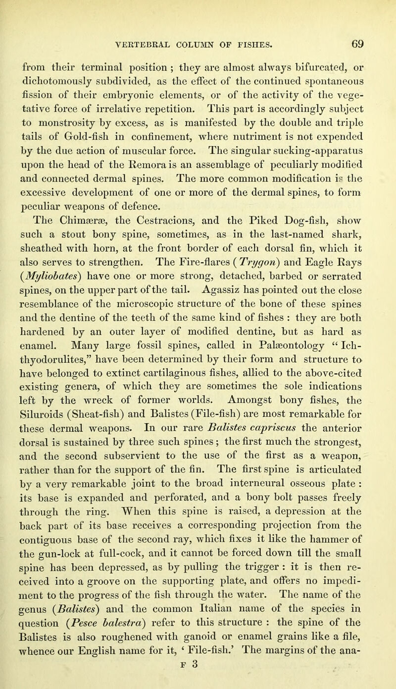 from tlieir terminal position ; they are almost always bifurcated, or dichotomously subdivided, as the effect of the continued spontaneous fission of their embryonic elements, or of the activity of the vege- tative force of irrelative repetition. This part is accordingly subject to monstrosity by excess, as is manifested by the double and tri2>le tails of Gold-fish in confinement, where nutriment is not expended by the due action of muscular force. The singular sucking-apparatus upon the head of the Remora is an assemblage of peculiarly modified and connected dermal spines. The more common modification is the excessive development of one or more of the dermal spines, to form peculiar weapons of defence. The Chimeeraj, the Cestracions, and the Piked Dog-fish, show such a stout bony spine, sometimes, as in the last-named shaidc, sheathed with horn, at the front border of each dorsal fin, which it also serves to strengthen. The Fire-flares ( Trygon) and Eagle Rays (^Myliobates) have one or more strong, detached, barbed or serrated spines, on the upper part of the tail. Agassiz has pointed out the close resemblance of the microscopic structure of the bone of these spines and the dentine of the teeth of the same kind of fishes : they are both hardened by an outer layer of modified dentine, but as hard as enamel. Many large fossil spines, called in Palaeontology “ Ich- thyodorulites,” have been determined by their form and structure ta have belonged to extinct cartilaginous fishes, allied to the above-cited existing genera, of which they are sometimes the sole indications left by the wreck of former worlds. Amongst bony fishes, the Siluroids (Sheat-fish) and Balistes (File-fish) are most remarkable for these dermal weapons. In our rare Balistes capriscus the anterior dorsal is sustained by three such spines; the first much the strongest, and the second subservient to the use of the first as a weapon, rather than for the support of the fin. The first spine is articulated by a very remarkable joint to the broad interneural osseous plate : its base is expanded and perforated, and a bony bolt passes freely through the ring. When this spine is raised, a depression at the back part of its base receives a corresponding projection from the contiguous base of the second ray, which fixes it like the hammer of the gun-lock at full-cock, and it cannot be forced down till the small spine has been depressed, as by pulling the trigger : it is then re- ceived into a groove on the supporting plate, and offers no impedi- ment to the progress of the fish through the water. The name of the genus {Balistes) and the common Italian name of the species in question {Pesce balestra) refer to this structure : the spine of the Balistes is also roughened with ganoid or enamel grains like a file, whence our English name for it, ‘ File-fish.’ The margins of the ana- p 3