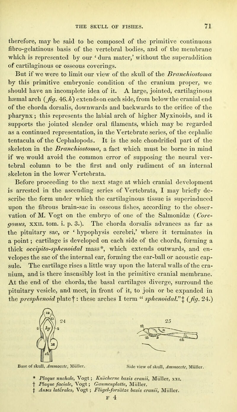 therefore, may be said to be composed of the primitive continuous fibro-gelatinous basis of the vertebral bodies, and of the membrane which is represented by our ‘ dura mater,’ without the superaddition of cartilaginous or osseous coverings. But if we were to limit our view of the skull of the Branchiostoma by this primitive embryonic condition of the cranium proper, we should have an incomplete idea of it. A large, jointed, cartilaginous hasmal arch {fig. 46.4) extends on each side, from below the cranial end of the chorda dorsalis, downwards and backwards to the orifice of the pharynx; this represents the labial arch of higher Myxinoids, and it supports the jointed slender oral filaments, which may be regarded as a continued representation, in the Vertebrate series, of the cephalic tentacula of the Cephalopods. It is the sole chondrified part of the skeleton in the Branchiostoma, a fact which must be borne in mind if we would avoid the common error of supposing the neural ver- tebral column to be the first and only rudiment of an internal skeleton in the lower Vertebrata. Before proceeding to the next stage at which cranial development is arrested in the ascending series of Vertebrata, I may briefly de- scribe the form under which the cartilaginous tissue is superinduced upon the fibrous brain-sac in osseous fishes, according to the obser- vation of M. Vogt on the embryo of one of the Salmonidae {Core- gonus, XXII. tom. i. p. 3.). The chorda dorsalis advances as far as the pituitary sac, or ‘ hypophysis cerebri,’ where it terminates in a point; cartilage is developed on each side of the chorda, forming a thick occipito-sphenoidal mass*, which extends outwards, and en- velopes the sac of the internal ear, forming the ear-ball or acoustic cap- sule. The cartilage rises a little way upon the lateral walls of the cra- nium, and is there insensibly lost in the primitive cranial membrane. At the end of the chorda, the basal cartilages diverge, surround the pituitary vesicle, and meet, in front of it, to join or be expanded in the presphenoid plate|: these arches I term “ sphenoidal\ {fig. 24.) 25 Base of sXulI, Ammocctc, Muller. Side view of skull, Ammocctc, Muller. * Plaque nuchale, Vogt; Kmcherne basis cranii, Muller, xxi. ■f Plaque facials, yogi. •, Gaumenplatte, '^I'uWev. f Arises laterales, Vogt ; Fliigel-forsatze basis cranii, Miiller. F 4