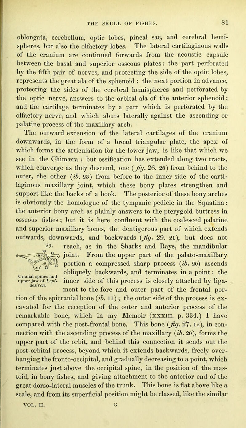 oblongata, cerebellum, optic lobes, pineal sac, and cerebral hemi- spheres, but also the olfactory lobes. The lateral cartilaginous walls of the cranium are continued forwards from the acoustic capsule between the basal and superior osseous plates: the jiart perforated by the fifth pair of nerves, and protecting the side of the optic lobes, represents the great ala of the sphenoid : the next portion in advance, protecting the sides of the cerebral hemispheres and perforated by the optic nerve, answers to the orbital ala of the anterior sphenoid: and the cartilage terminates by a part which is perforated by the olfactory nerve, and which abuts laterally against the ascending or palatine process of the maxillary arch. The outward extension of the lateral cartilages of the cranium downwards, in the form of a broad triangular plate, the apex of which forms the articulation for the lower jaw, is like that which we see in the Chimsera ; but ossification has extended along two tracts, which converge as they descend, one 26. 28) from behind to the outer, the other (t5. 23) from before to the inner side of the carti- laginous maxillary joint, which these bony plates strengthen and support like the backs of a book. The posterior of these bony arches is obviously the homologue of the tympanic pedicle in the Squatina: the anterior bony arch as plainly answers to the pterygoid buttress in osseous fishes ; but it is here confluent with the coalesced palatine and superior maxillary bones, the dentigerous part of which extends outwards, downwards, and backwards (_^g. 29. 2i), but does not 29. reach, as in the Sharks and Rays, the mandibular j joint. From the upper part of the palato-maxillary portion a compressed sharp process (id. 2o) ascends obliquely backwards, and terminates in a point: the Cranial spines and . . , „ . . • , i i . upperjarv of Lepi- inner Side ot this process is closely attached by liga- ment to the fore and outer part of the frontal por- tion of the epicranial bone (id. ii) ; the outer side of the process is ex- cavated for the reception of the outer and anterior process of the remarkable bone, which in my Memoir (xxxiii. p. 334.) I have compared with the post-frontal bone. This bone (j^g. 27. 12), in con- nection with the ascending process of the maxillary (id. 20), forms the upper part of the orbit, and behind this connection it sends out the post-orbital process, beyond which it extends backwards, freely over- hanging the fronto-occipital, and gradually decreasing to a point, which terminates just above the occipital spine, in the position of the mas- toid, in bony fishes, and giving attachment to the anterior end of the great dorso-lateral muscles of the trunk. This bone is flat above hke a scale, and from its superficial position might be classed, like the similar VOL. II. G