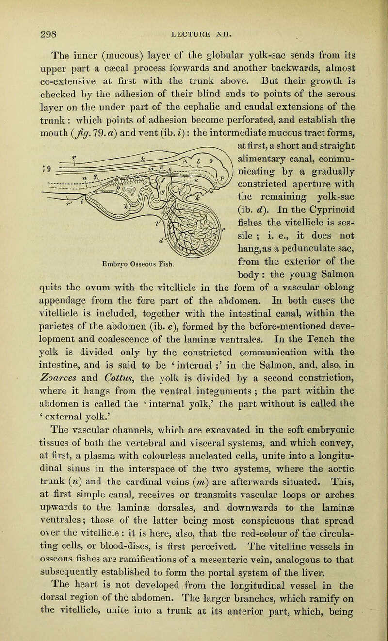 Embr3'o Osseous Fish. The inner (mucous) layer of the globular yolk-sac sends from its upper part a c^cal process forwards and another backwards, almost co-extensive at first with the trunk above. But their growth is checked by the adhesion of their blind ends to points of the serous layer on the under part of the cephalic and caudal extensions of the trunk : which points of adhesion become perforated, and establish the mouth {fig. 79. a) and vent (ib. i): the intermediate mucous tract forms, at first, a short and straight I 0 \ \ alimentary canal, commu- nicating by a gradually constricted aperture with the remaining yolk-sac (ib. d). In the Cyprinoid fishes the vitellicle is ses- sile ; i. e., it does not hang,as a pedunculate sac, from the exterior of the body : the young Salmon quits the ovum with the vitellicle in the form of a vascular oblong appendage from the fore part of the abdomen. In both cases the vitellicle is included, together with the intestinal canal, within the parietes of the abdomen (ib. c), formed by the before-mentioned deve- lopment and coalescence of the laminae ventrales. In the Tench the yolk is divided only by the constricted communication with the intestine, and is said to be ‘internal in the Salmon, and, also, in Zoarces and Coitus, the yolk is divided by a second constriction, where it hangs from the ventral integuments ; the part within the abdomen is called the ‘ internal yolk,’ the part without is called the ‘ external yolk.’ The vascular channels, which are excavated in the soft embryonic tissues of both the vertebral and visceral systems, and which convey, at first, a plasma with colourless nucleated cells, unite into a longitu- dinal sinus in the interspace of the two systems, where the aortic trunk {n) and the cardinal veins (m) are afterwards situated. This, at first simple canal, receives or transmits vascular loops or arches upwards to the lamin* dorsales, and downwards to the laminae ventrales; those of the latter being most conspicuous that spread over the vitellicle : it is here, also, that the red-colour of the circula- ting cells, or blood-discs, is first perceived. The vitelline vessels in osseous fishes are ramifications of a mesenteric vein, analogous to that subsequently established to form the portal system of the liver. The heart is not developed from the longitudinal vessel in the dorsal region of the abdomen. The larger branches, which ramify on the vitellicle, unite into a trunk at its anterior part, which, being