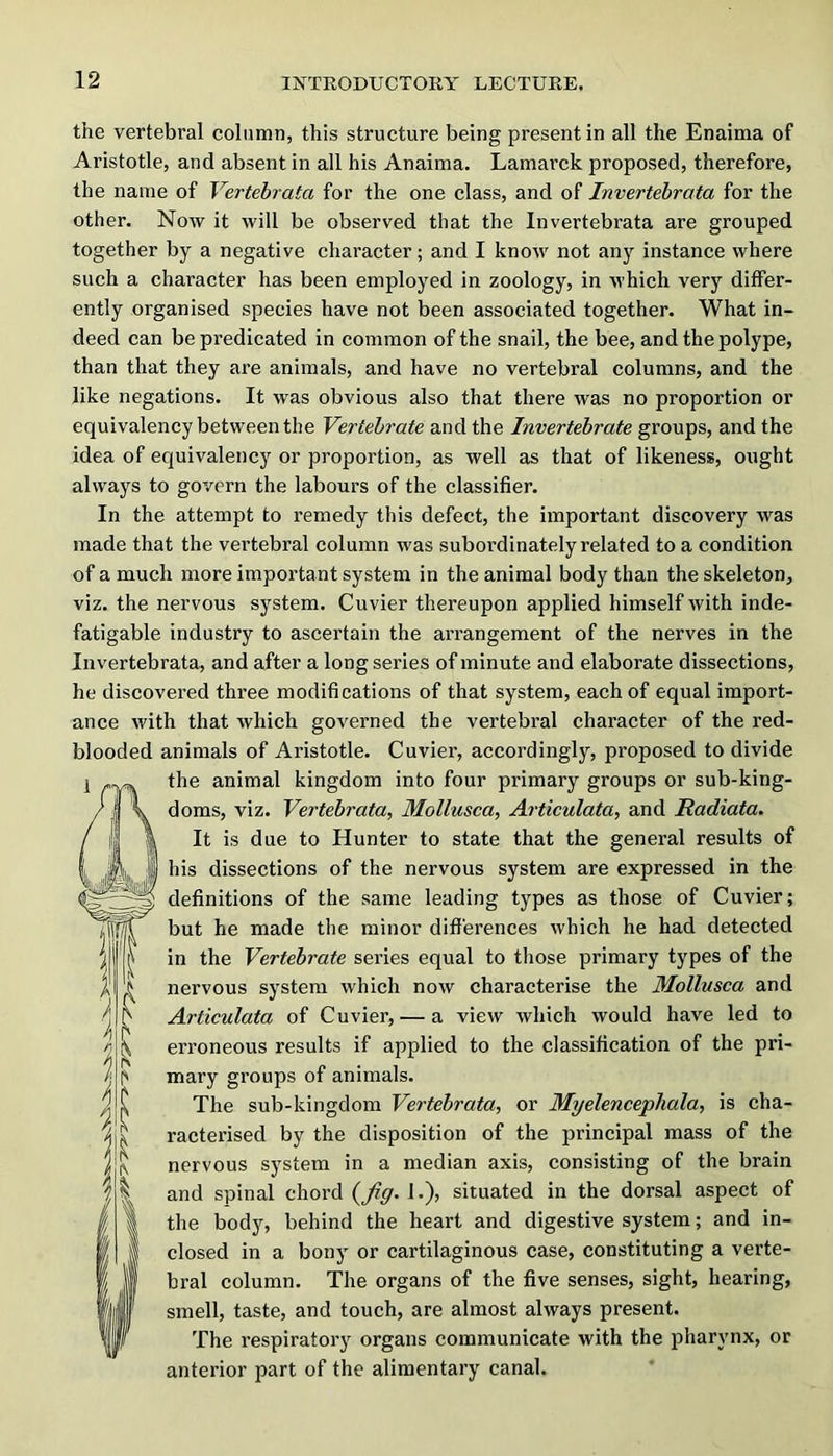 the vertebral column, this structure being present in all the Enaima of Aristotle, and absent in all his Anaima. Lamarck proposed, therefore, the name of Vertebrata for the one class, and of Invertebrata for the other. Now it will be observed that the Invertebrata are grouped together by a negative character; and I know not any instance where such a character has been employed in zoology, in which very differ- ently organised species have not been associated together. What in- deed can be predicated in common of the snail, the bee, and the polype, than that they are animals, and have no vertebral columns, and the like negations. It was obvious also that there was no proportion or equivalency between the Vertebrate and the Invertebrate groups, and the idea of equivalency or proportion, as well as that of likeness, ought always to govern the labours of the classifier. In the attempt to remedy this defect, the important discovery was made that the vertebral column was subordinately related to a condition of a much more important system in the animal body than the skeleton, viz. the nervous system. Cuvier thereupon applied himself with inde- fatigable industry to ascertain the arrangement of the nerves in the Invertebrata, and after a long series of minute and elaborate dissections, he discovered three modifications of that system, each of equal import- ance with that which governed the vertebral character of the red- blooded animals of Aristotle. Cuvier, accordingly, proposed to divide the animal kingdom into four primary groups or sub-king- doms, viz. Vertebrata, Mollusca, Articulata, and Radiata. It is due to Hunter to state that the general results of his dissections of the nervous system are expressed in the definitions of the same leading types as those of Cuvier; but he made the minor differences which he had detected ^ in the Vertebrate series equal to those primary types of the nervous system which now characterise the Mollusca and Articulata of Cuvier, — a view which would have led to erroneous results if applied to the classification of the pri- mary groups of animals. The sub-kingdom Vertebrata, or Myelencephala, is cha- racterised by the disposition of the principal mass of the nervous system in a median axis, consisting of the brain and spinal chord 1.), situated in the dorsal aspect of the body, behind the heart and digestive system; and in- closed in a bony or cartilaginous case, constituting a verte- bral column. The organs of the five senses, sight, hearing, smell, taste, and touch, are almost always present. The respiratory organs communicate with the pharynx, or anterior part of the alimentary canal.