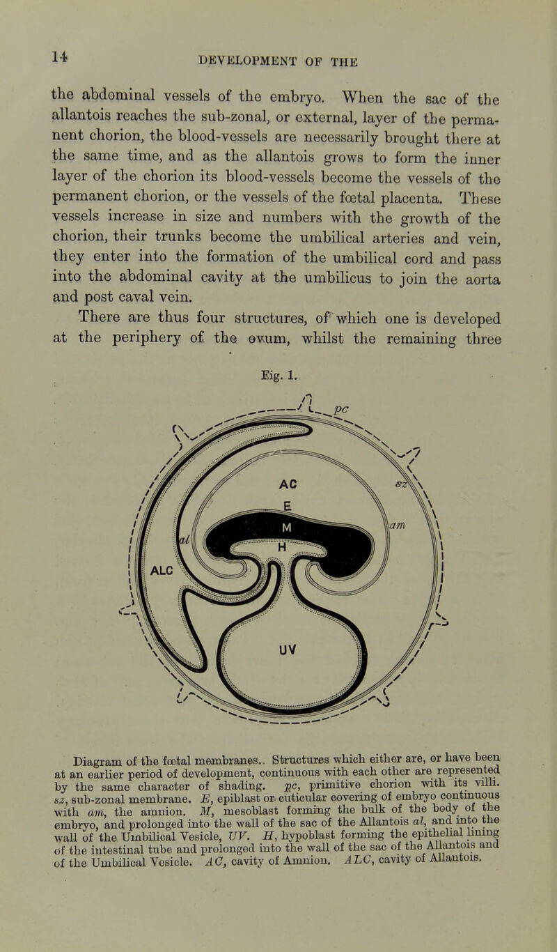 the abdominal vessels of the embryo. When the sac of the allantois reaches the sub-zonal, or external, layer of the perma- nent chorion, the blood-vessels are necessarily brought there at the same time, and as the allantois grows to form the inner layer of the chorion its blood-vessels become the vessels of the permanent chorion, or the vessels of the foetal placenta. These vessels increase in size and numbers with the growth of the chorion, their trunks become the umbilical arteries and vein, they enter into the formation of the umbilical cord and pass into the abdominal cavity at the umbilicus to join the aorta and post caval vein. There are thus four structures, of which one is developed at the periphery of the evum, whilst the remaining three Eig. 1. Diagram of the foetal membranes.. Sfeructures which either are, or have been at an earlier period of development, continuous with each other are represented by the same character of shading. pc, primitive chorion with its viUi. sz, sub-zonal membrane. E, epiblast or.cuticular covering of embryo contuiuous with am, the amnion. M, mesoblast forming the bulk of the body of the embryo, and prolonged into the wall of the sac of the Allantois al, and mto the wall of the UmbiHcal Vesicle, UV. H, hypoblast forming the epithelial hniug of the intestinal tube and prolonged into the wall of the sac of the Allantois ana of the Umbilical Vesicle. ^ C, cavity of Amnion. ^LU, cavity of Allantois.