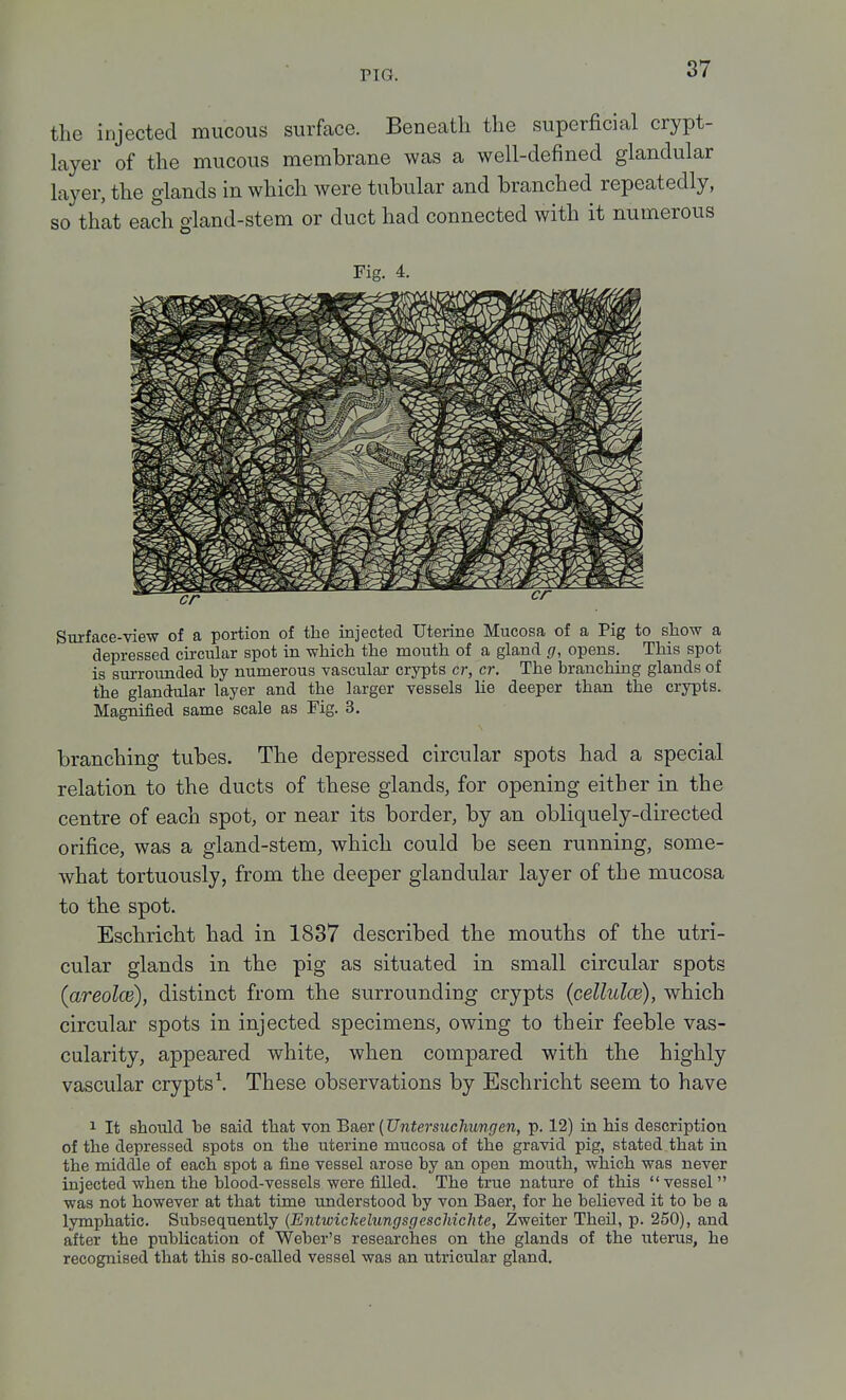 the injected mucous surface. Beneath the superficial crypt- layer of the mucous membrane was a well-defined glandular layer, the glands in which were tubular and branched repeatedly, so that each gland-stem or duct had connected with it numerous Fig. 4. Surface-view of a portion of the injected Utei-ine Mucosa of a Pig to show a depressed circular spot in which the mouth of a gland g, opens. This spot is sui-rounded by numerous vascular crypts cr, cr. The branching glands of the glandular layer and the larger vessels lie deeper than the crypts. Magnified same scale as Fig. 3. branching tubes. The depressed circular spots had a special relation to the ducts of these glands, for opening either in the centre of each spot, or near its border, by an obliquely-directed orifice, was a gland-stem, which could be seen running, some- what tortuously, from the deeper glandular layer of the mucosa to the spot. Eschricht had in 1837 described the mouths of the utri- cular glands in the pig as situated in small circular spots (areolce), distinct from the surrounding crypts (ceUidce), which circular spots in injected specimens, owing to their feeble vas- cularity, appeared white, when compared with the highly vascular crypts \ These observations by Eschricht seem to have 1 It should be said that von Baer {Untersuchungen, p. 12) in his description of the depressed spots on the uterine mucosa of the gravid pig, stated that in the middle of each spot a fine vessel arose by an open mouth, which was never injected when the blood-vessels were filled. The true nature of this vessel was not however at that time understood by von Baer, for he believed it to be a lymphatic. Subsequently (EntwickelungsgcscMchte, Zweiter Theil, p. 250), and after the publication of Weber's researches on the glands of the uterus, he recognised that this so-called vessel was an utricular gland.