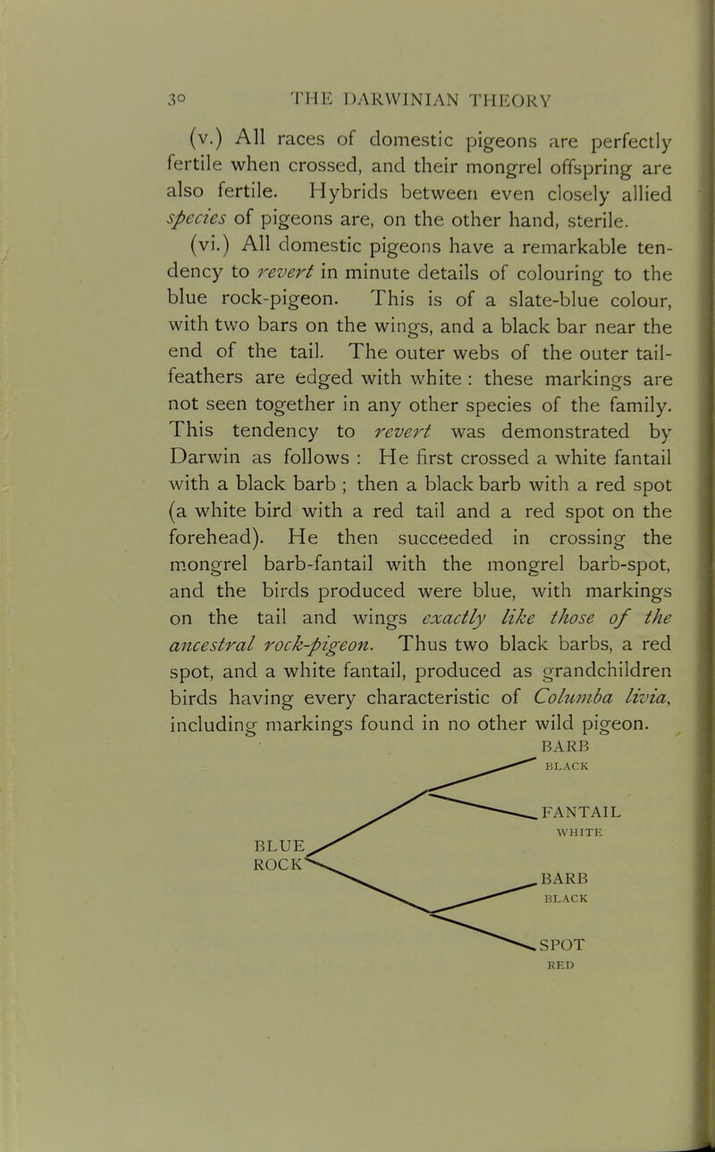 (v.) All races of domestic pigeons are perfectly fertile when crossed, and their mongrel offspring are also fertile. Hybrids between even closely allied species of pigeons are, on the other hand, sterile. (vi.) All domestic pigeons have a remarkable ten- dency to jxvert in minute details of colouring to the blue rock-pigeon. This is of a slate-blue colour, with two bars on the wings, and a black bar near the end of the tail. The outer webs of the outer tail- feathers are edged with white : these markings are not seen together in any other species of the family. This tendency to revert was demonstrated by Darwin as follows : He first crossed a white fantail with a black barb ; then a black barb with a red spot (a white bird with a red tail and a red spot on the forehead). He then succeeded in crossing the m.ongrel barb-fan tail with the mongrel barb-spot, and the birds produced were blue, with markings on the tail and wings exactly like those of the ancestral rock-pigeon. Thus two black barbs, a red spot, and a white fantail, produced as grandchildren birds having every characteristic of Columba livia, including markings found in no other wild pigeon. BARB BLUE ROCK RED